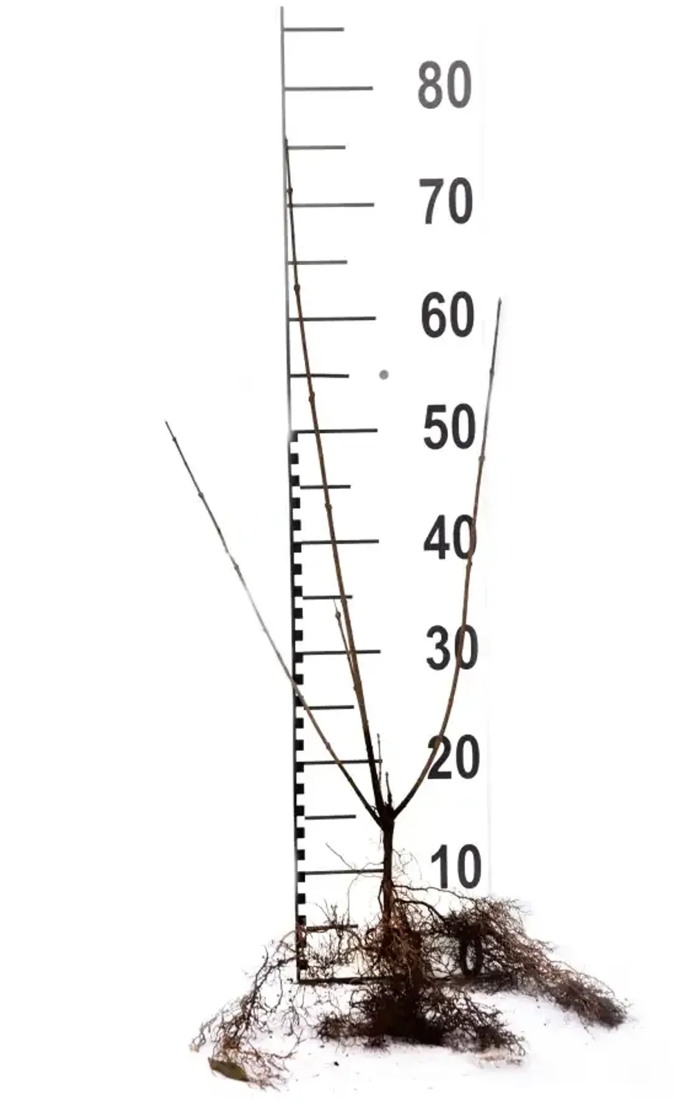 Liguster, 40-60 cm - miniatyr 6