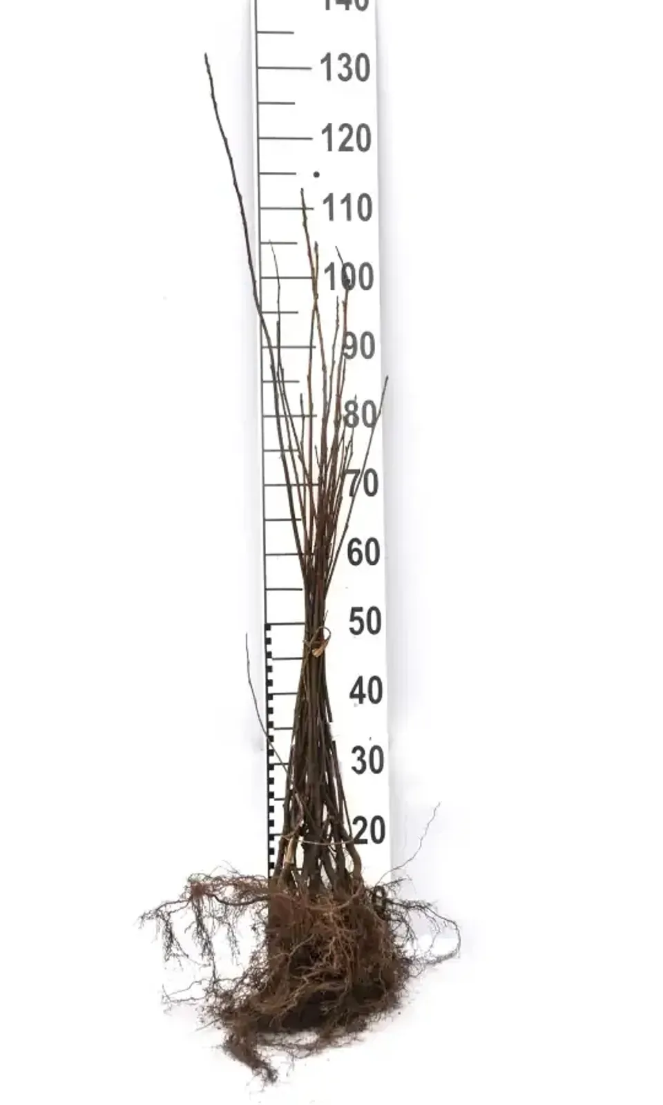 Hägg, 50-80 cm - miniatyr 6
