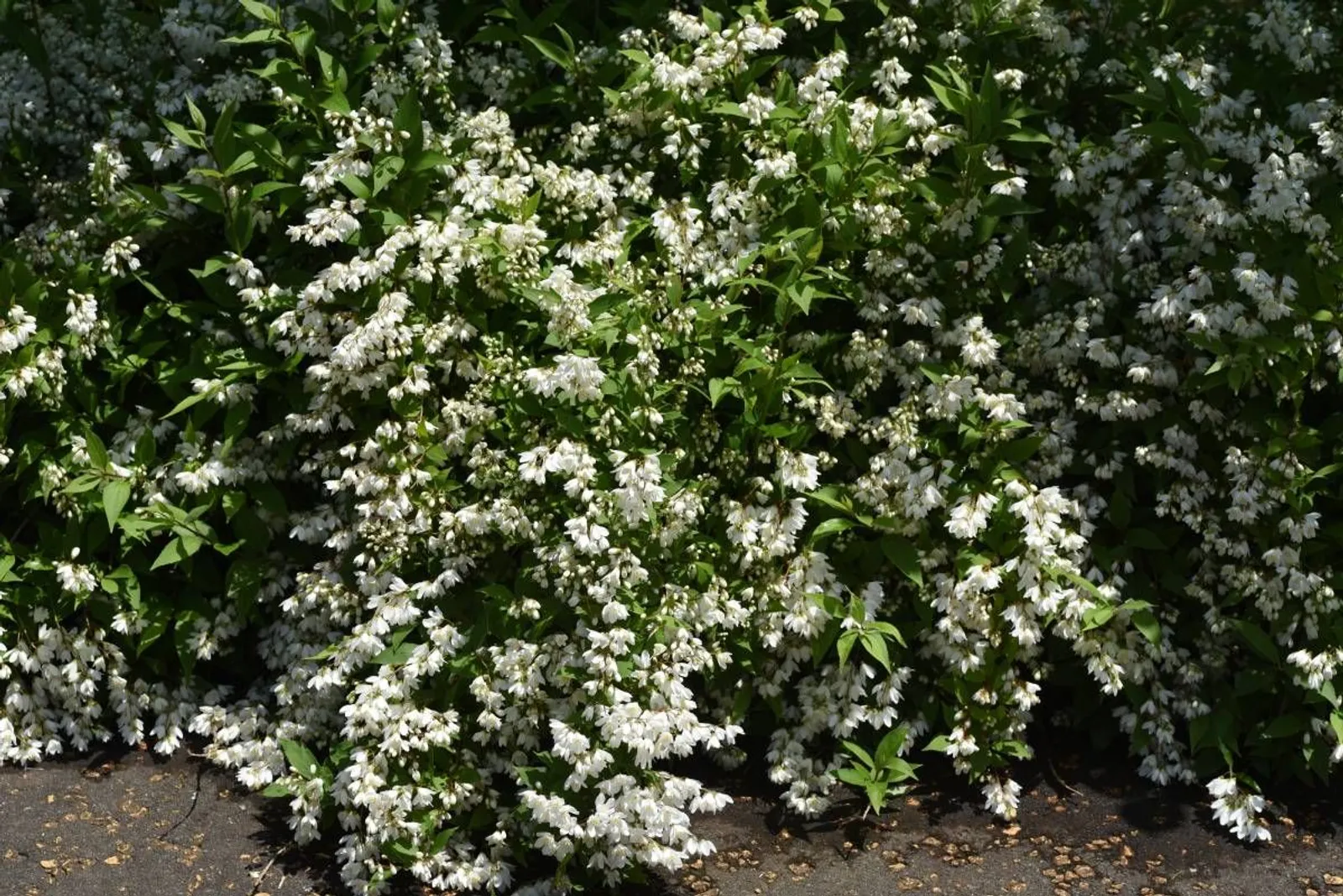 Bruddeutzia, 15-30 cm - miniatyr 5