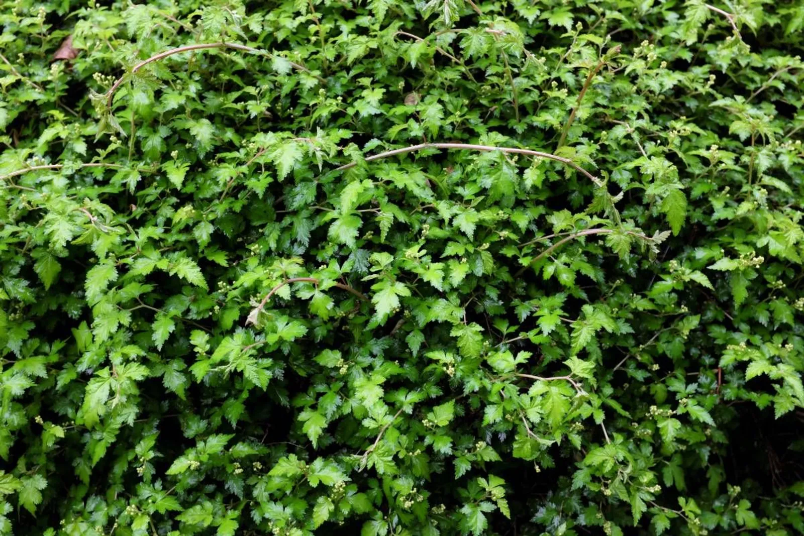Liten stefanandra 'Crispa', 15-30 cm - miniatyr 3