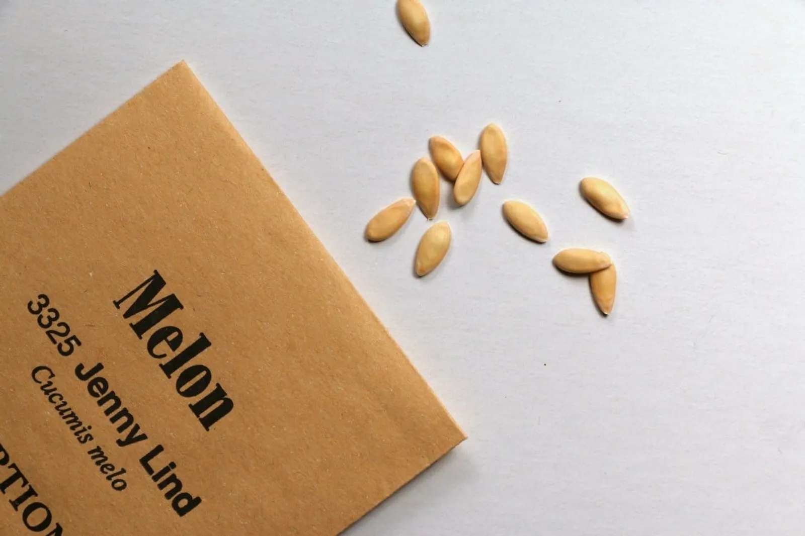 Melon 'Jenny Lind', ekofrö - miniatyr 3