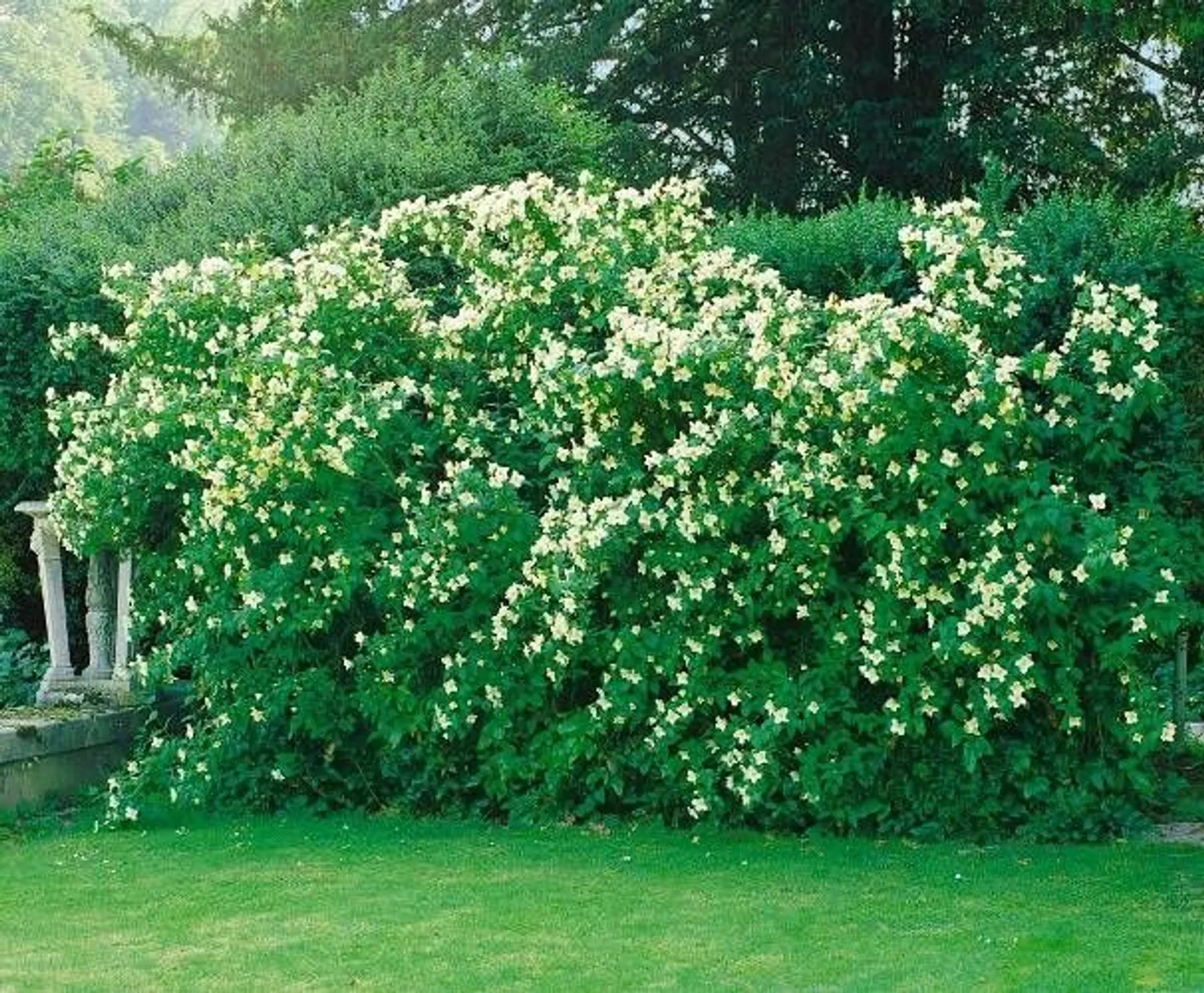 Smultronschersmin, 80-100 cm, Goliat