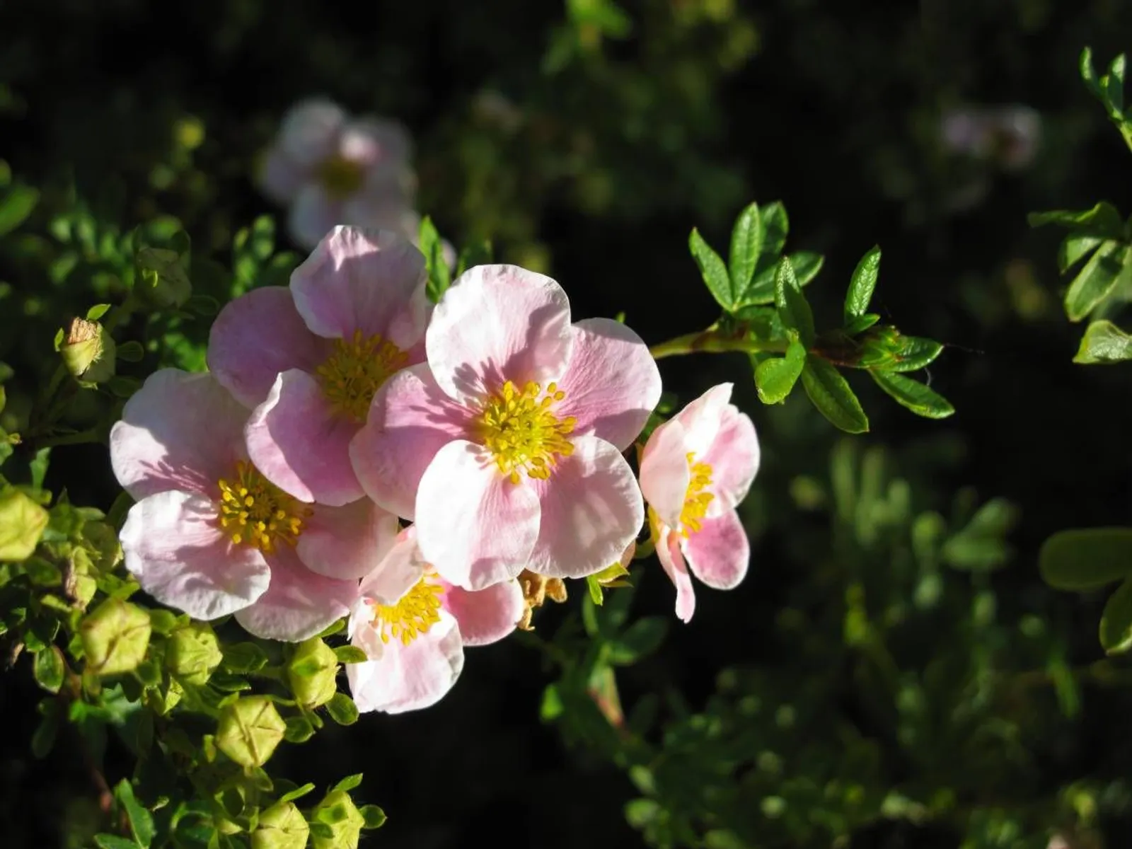 Trädgårdstok 'Pink Beauty'PBR (syn. tok 'Lovely Pink'), 15-30 cm - miniatyr 3