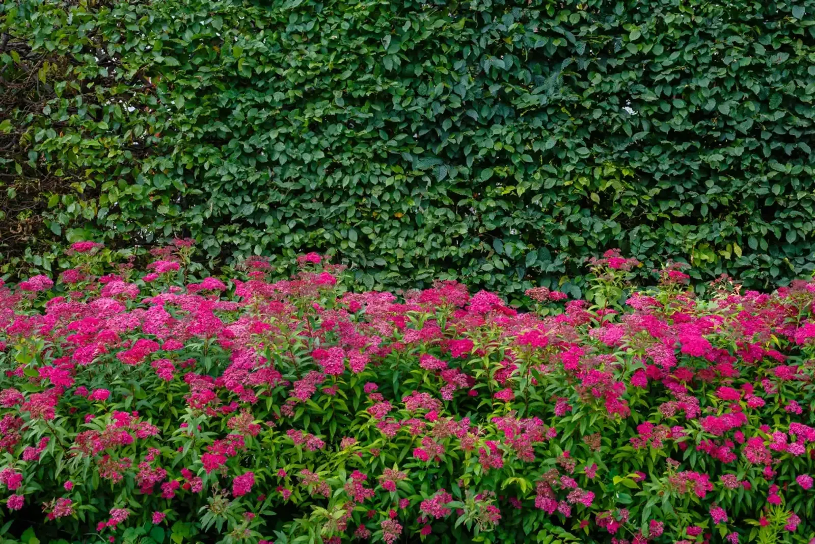Rosenspirea, 15-30 cm - miniatyr 2