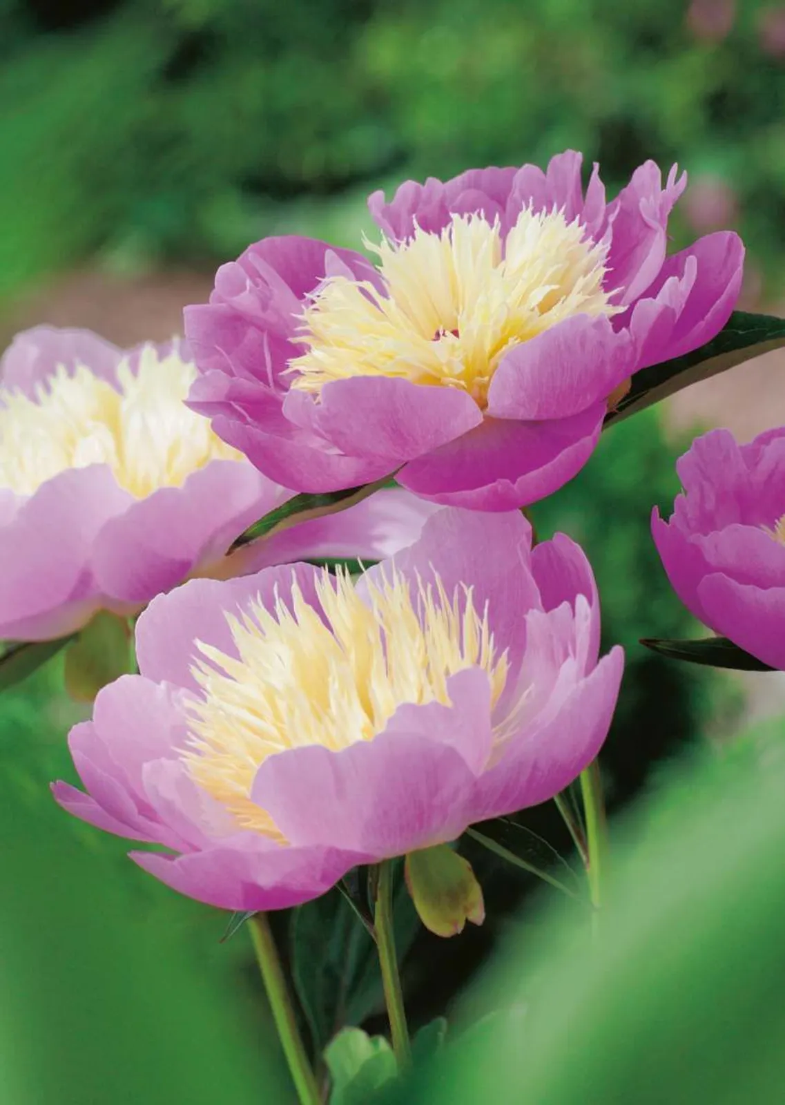 Luktpion 'Bowl Of Beauty', 2-pack