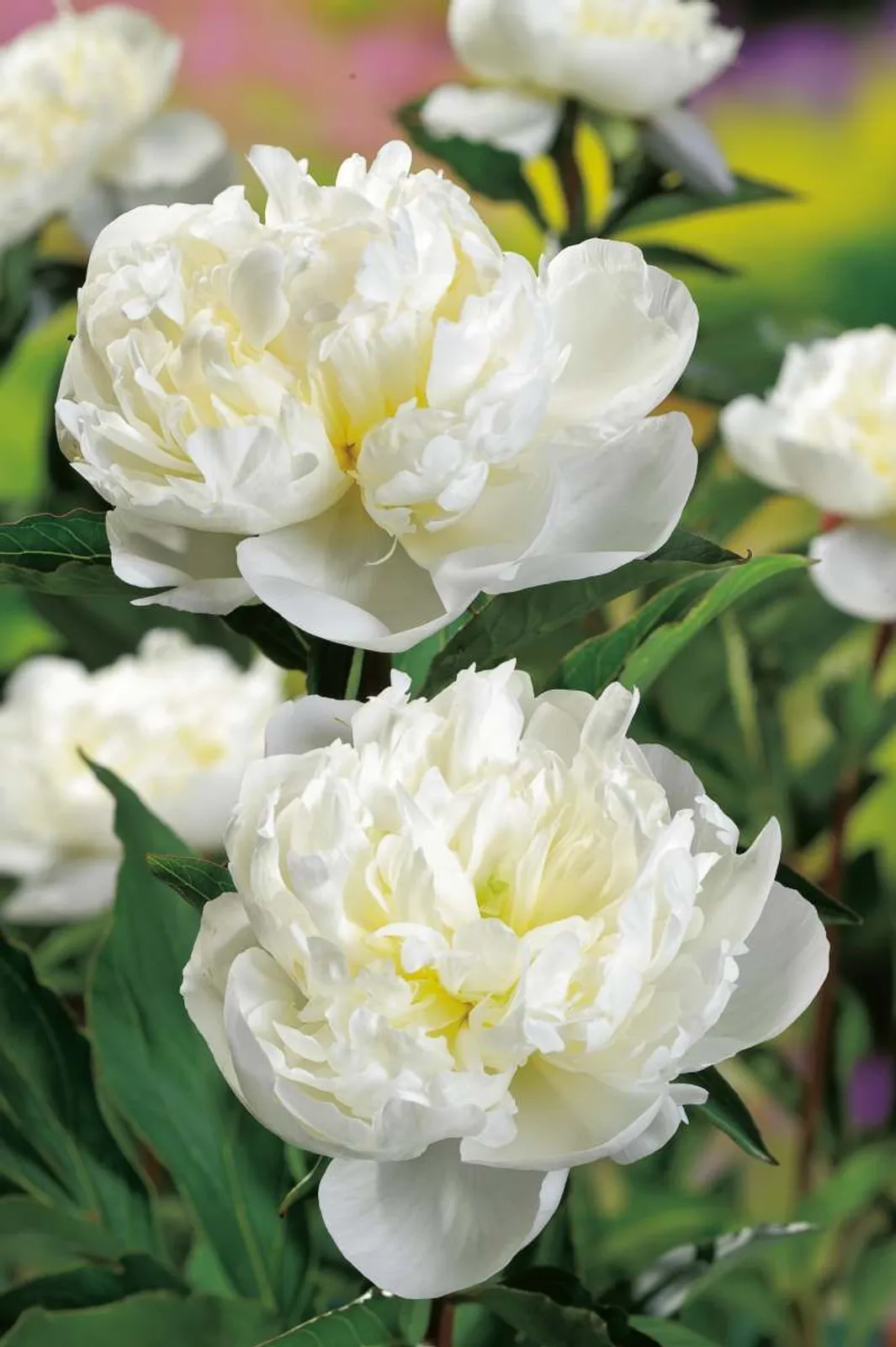 Luktpion 'Duchesse De Nemours', 2-pack