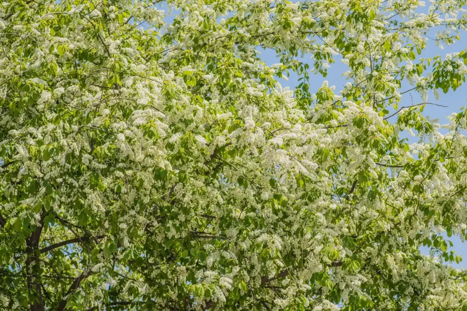 Hägg, 50-80 cm