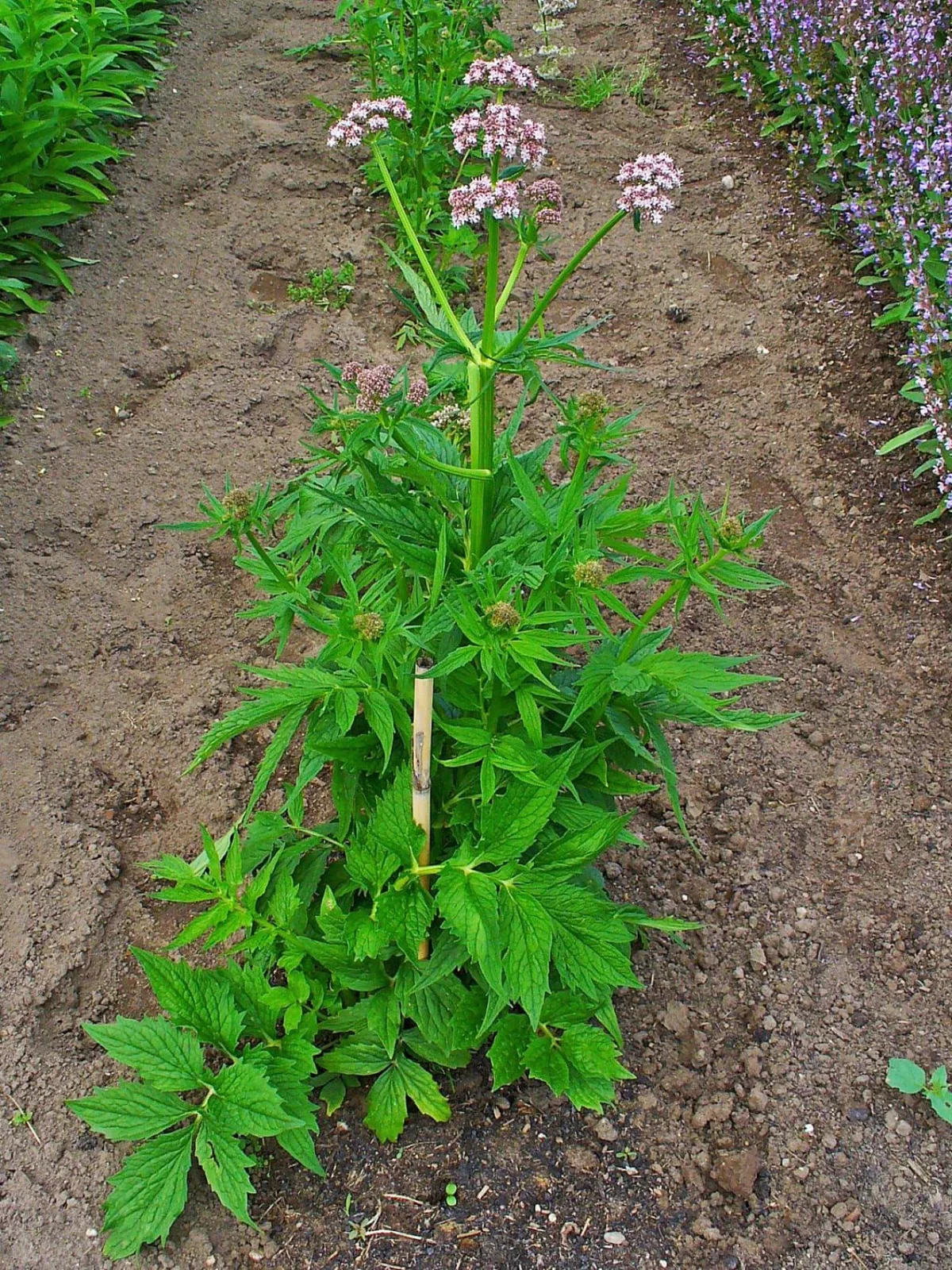 Valeriana, Vänderot 'Valeriana', ekofrö - miniatyr 2