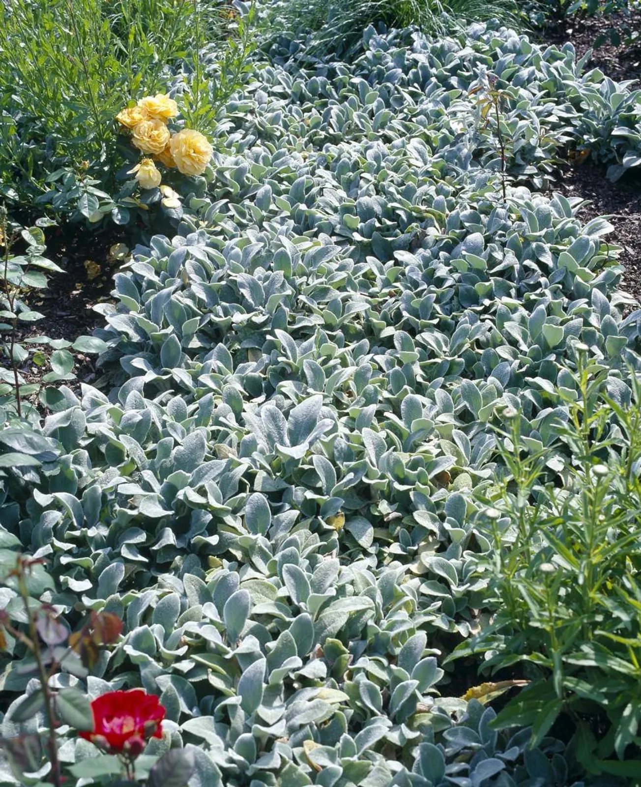 Lammöron 'Silver Carpet', 15-pack
