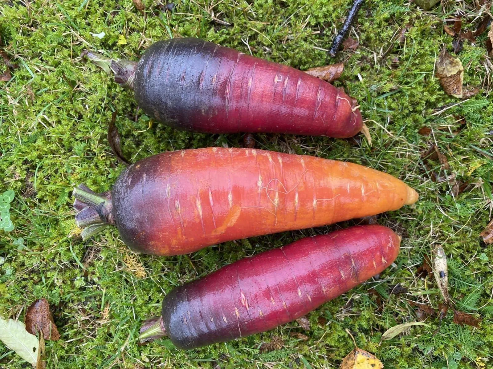 Morot 'Longue Rouge Sang', ekofrö - miniatyr 2