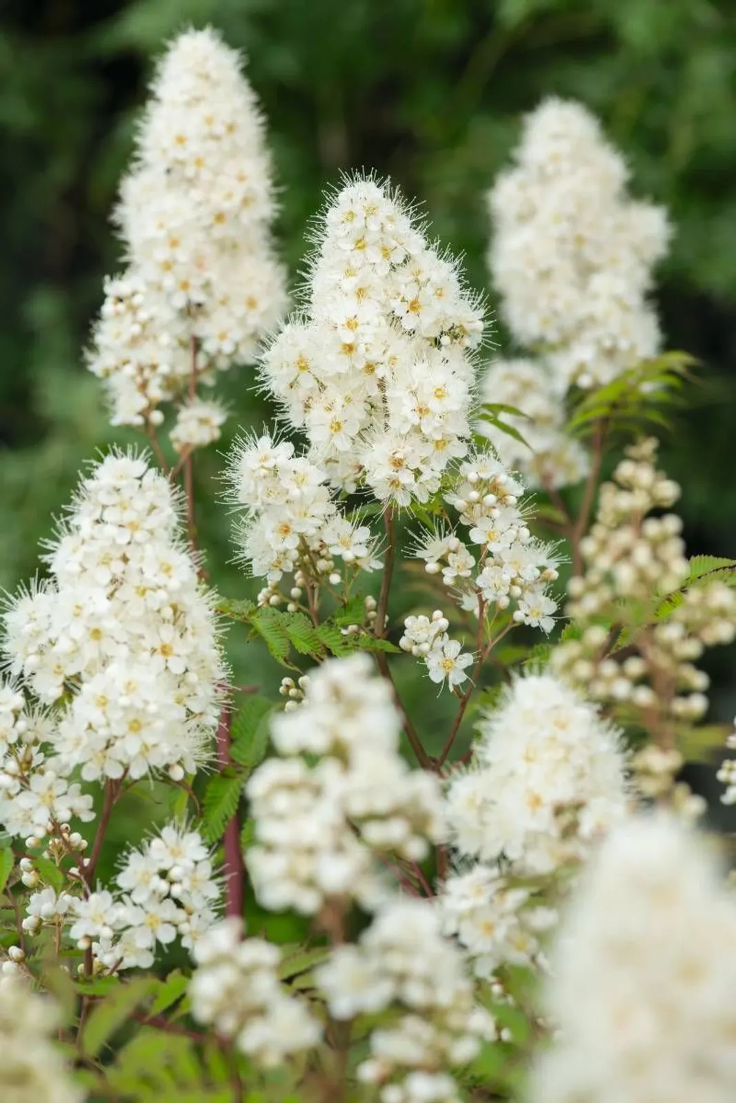 Liten rönnspirea 'Maia' E, 20-40 cm - miniatyr 2
