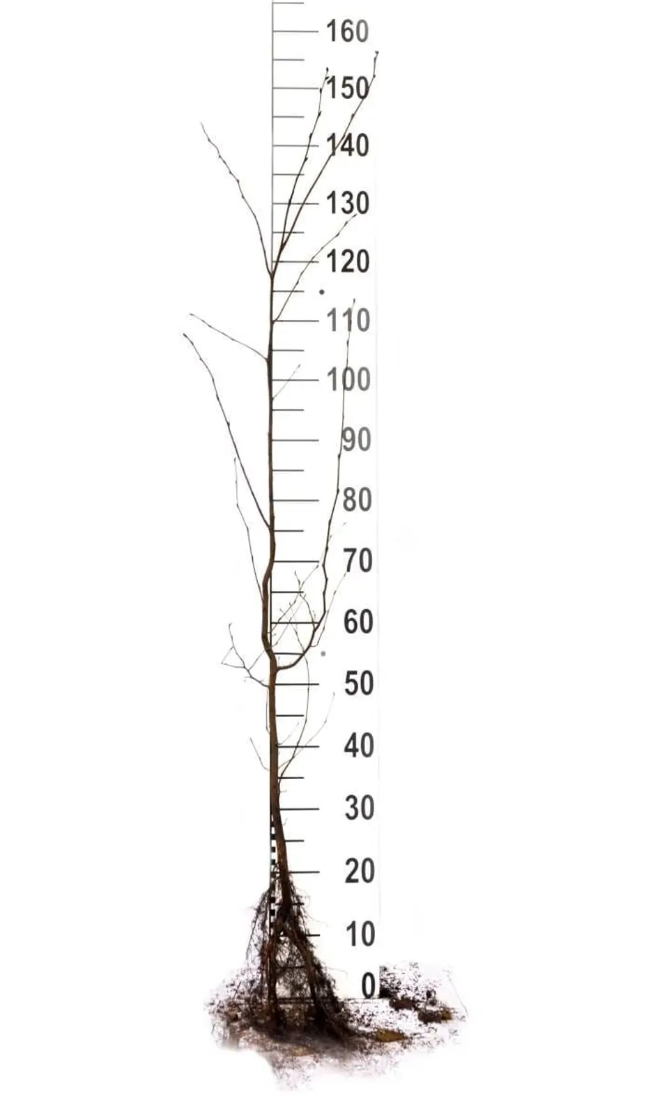 Avenbok, 125-150 cm, Goliat - miniatyr 7