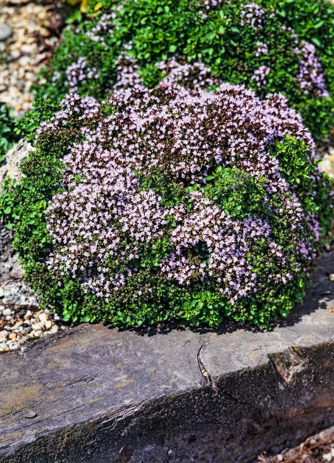 Kungsmynta, Oregano 'Compactum', 15-pack