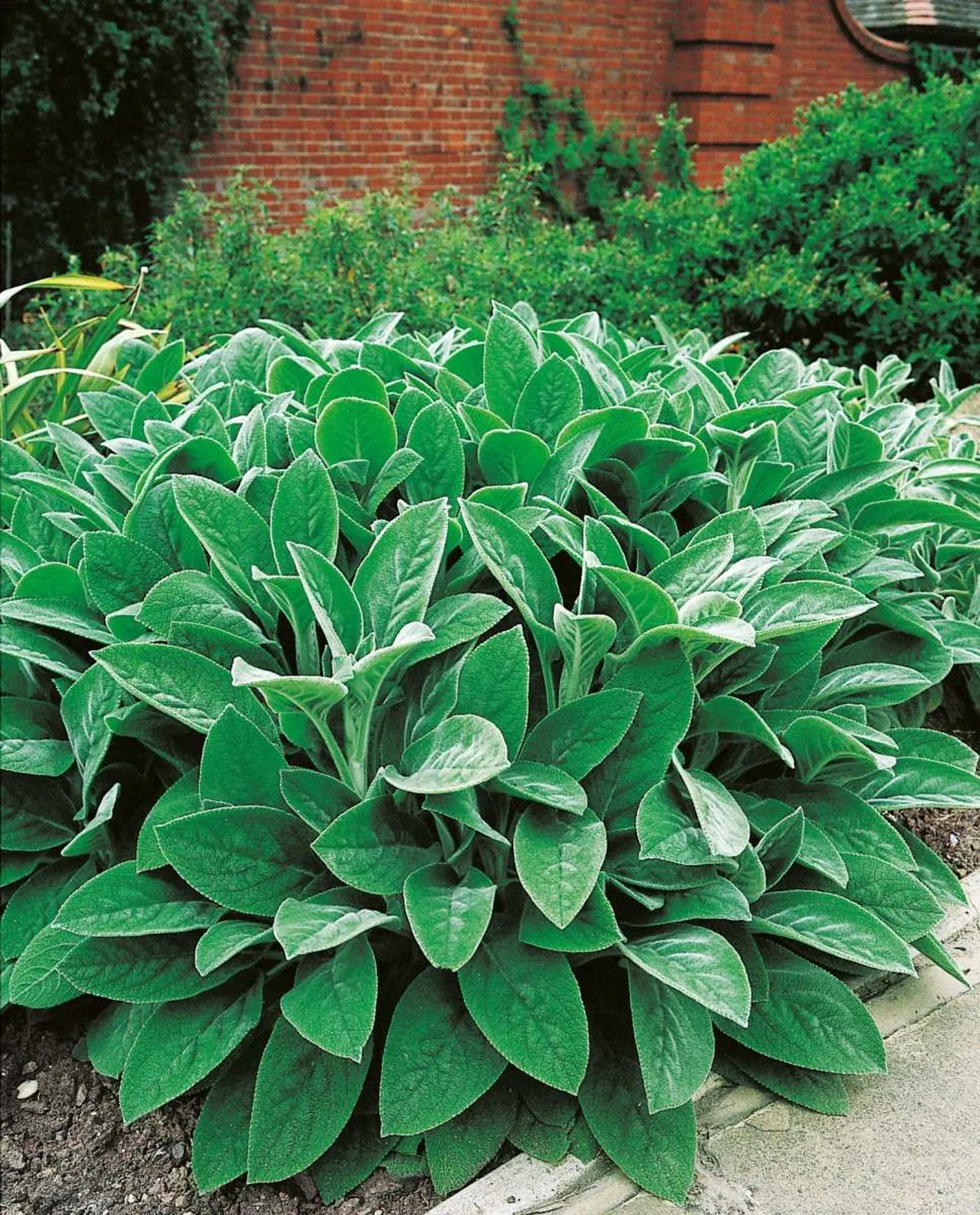 Lammöron 'Big Ears', 15-pack