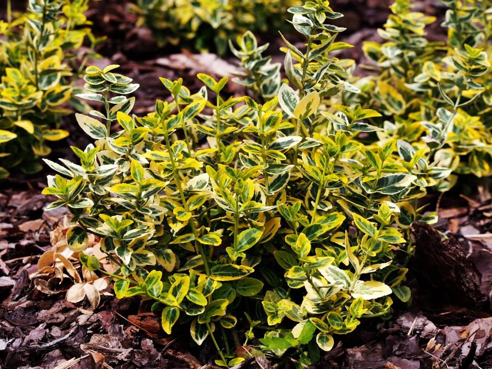 Klätterbenved 'Emerald 'n' Gold', 15-30 cm - miniatyr 3