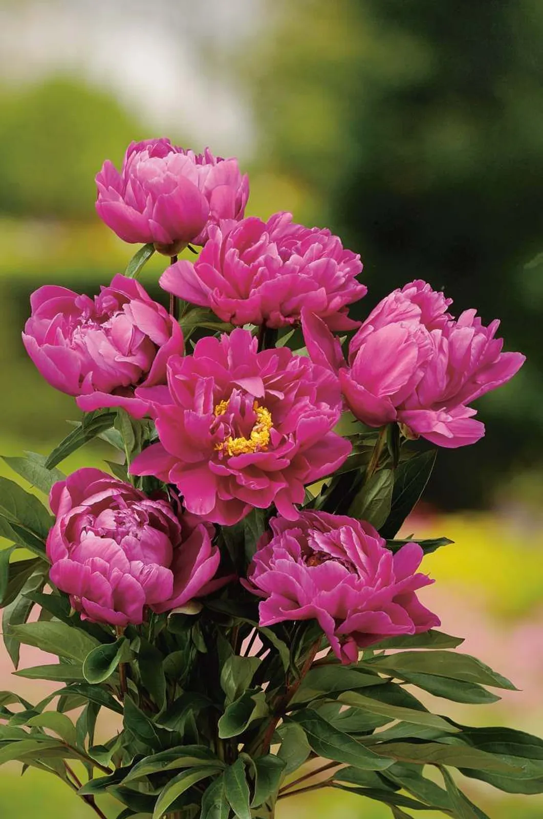 Luktpion 'Karl Rosenfield', 2-pack