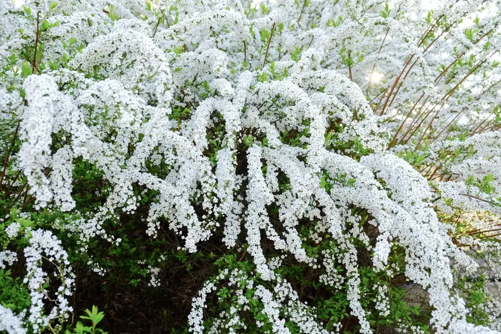 Norskspirea 'Grefsheim', 30-50 cm - miniatyr 2