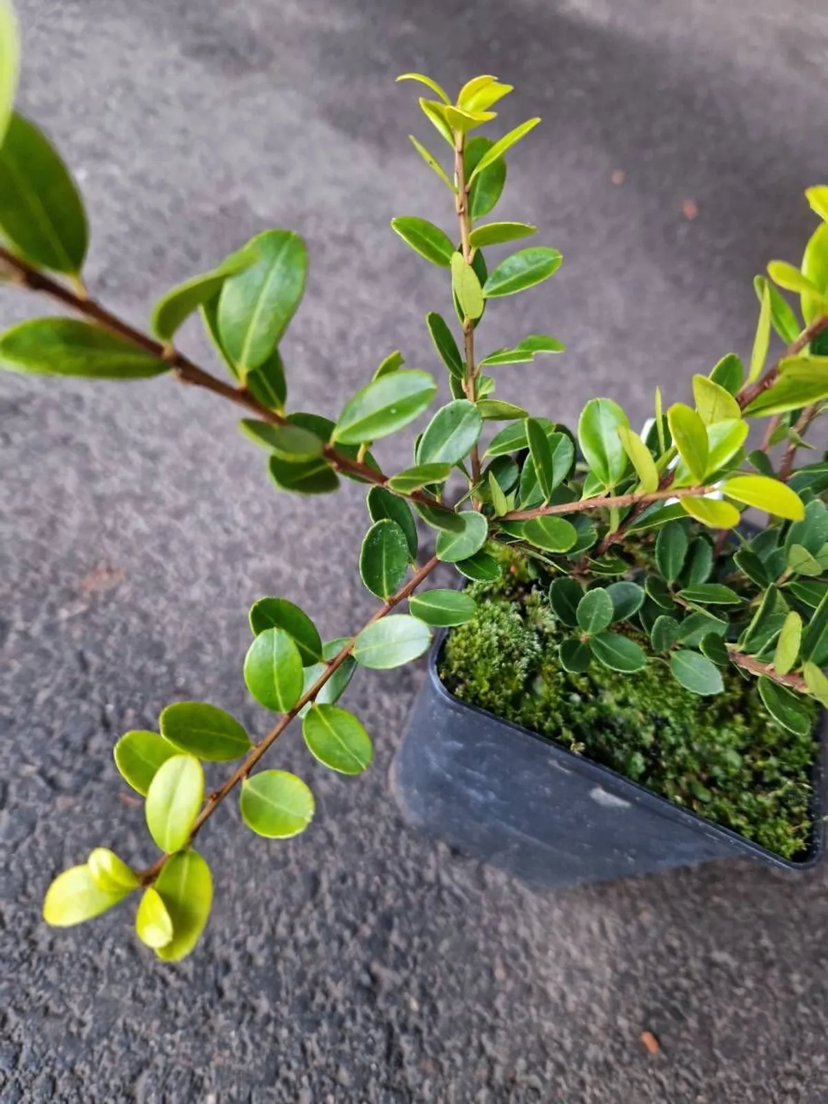 Japansk järnek 'Green Hedge', 10-20 cm - miniatyr 4