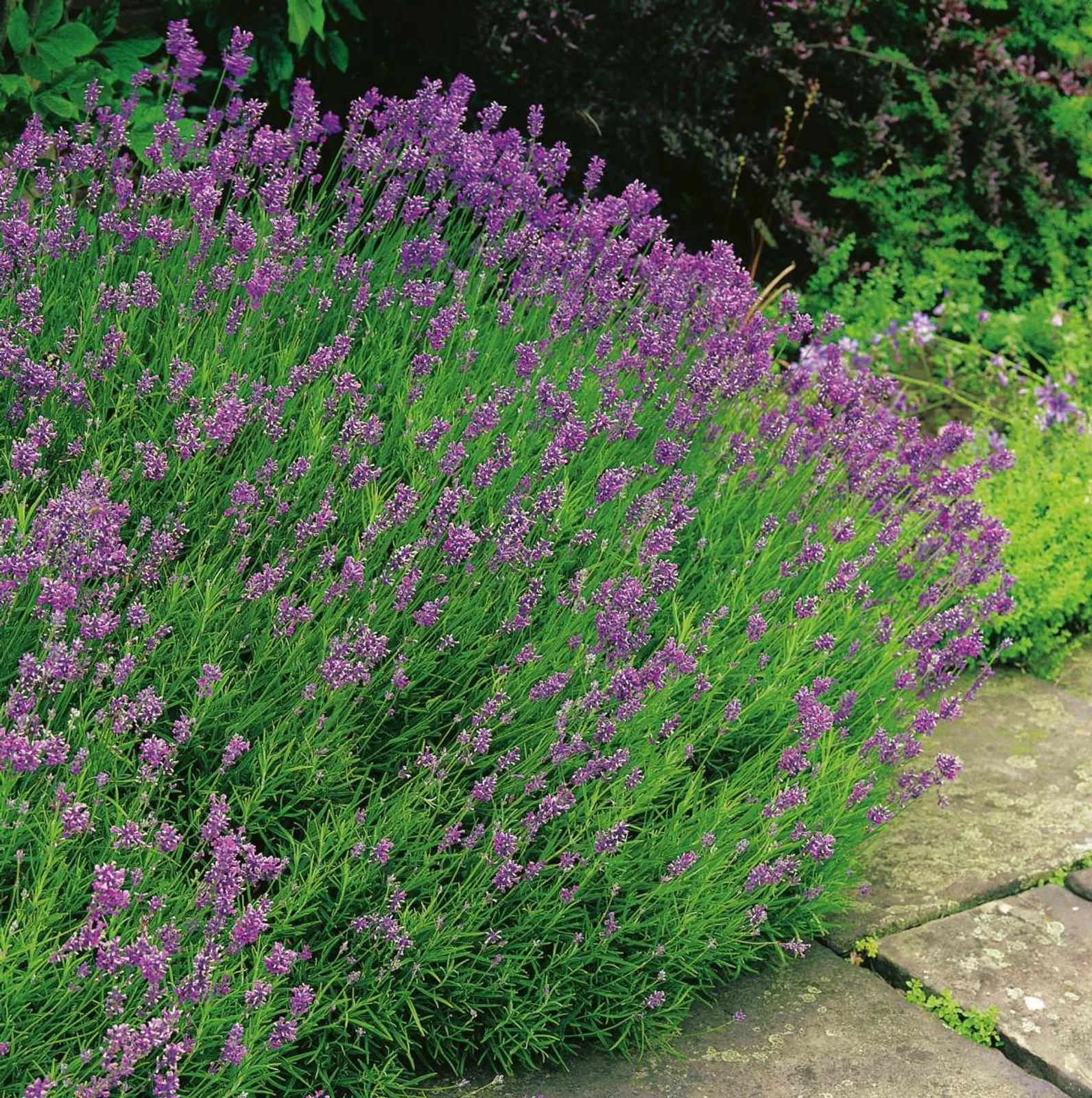 Lavendel 'Munstead', 15-pack