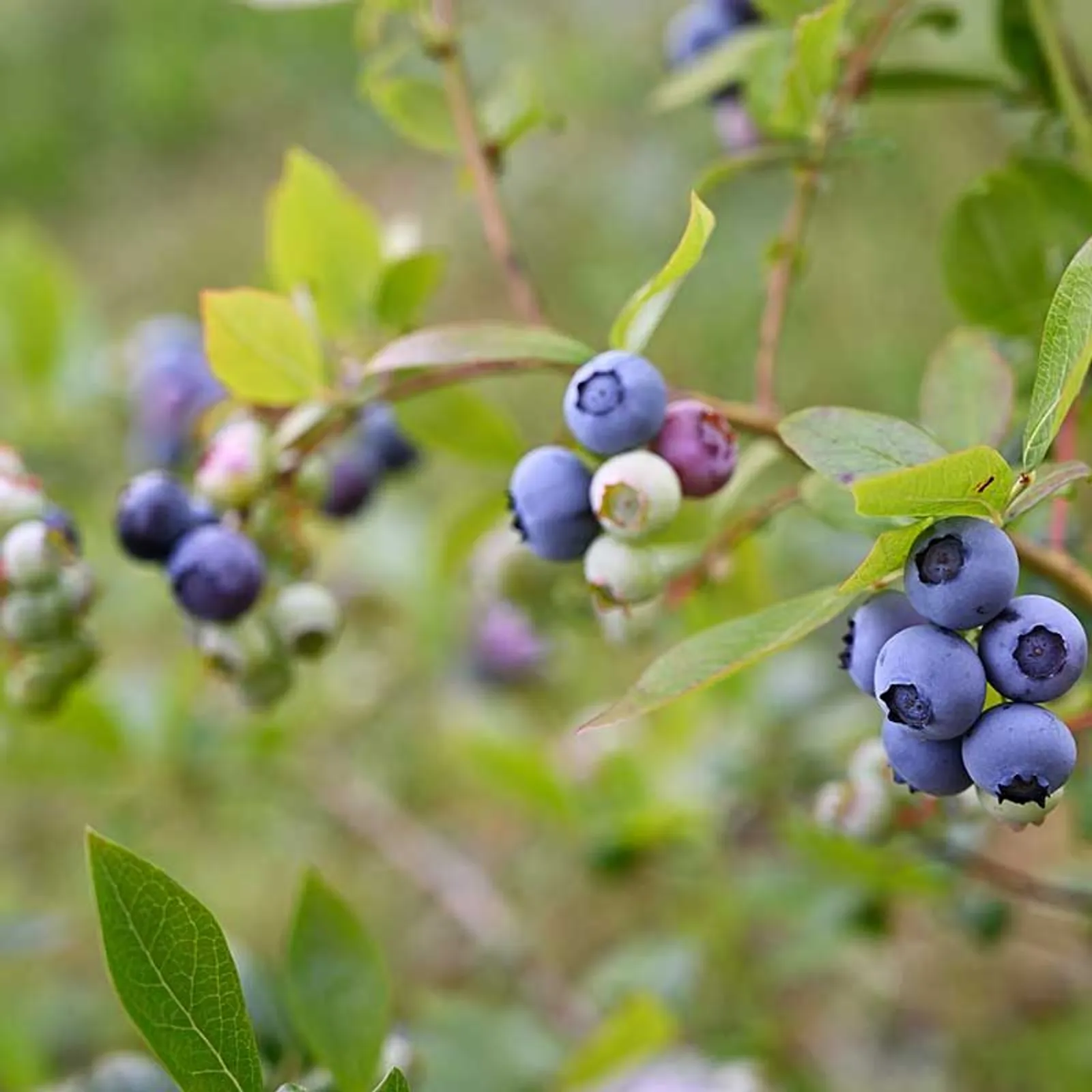 Amerikanskt Blåbär 'Roxy Blue', 10-pack