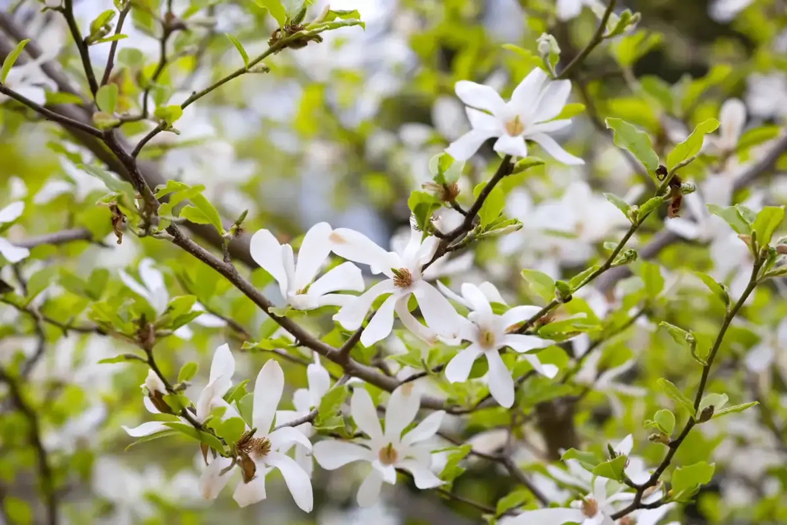 Japansk Magnolia, Högstammat träd - miniatyr 3