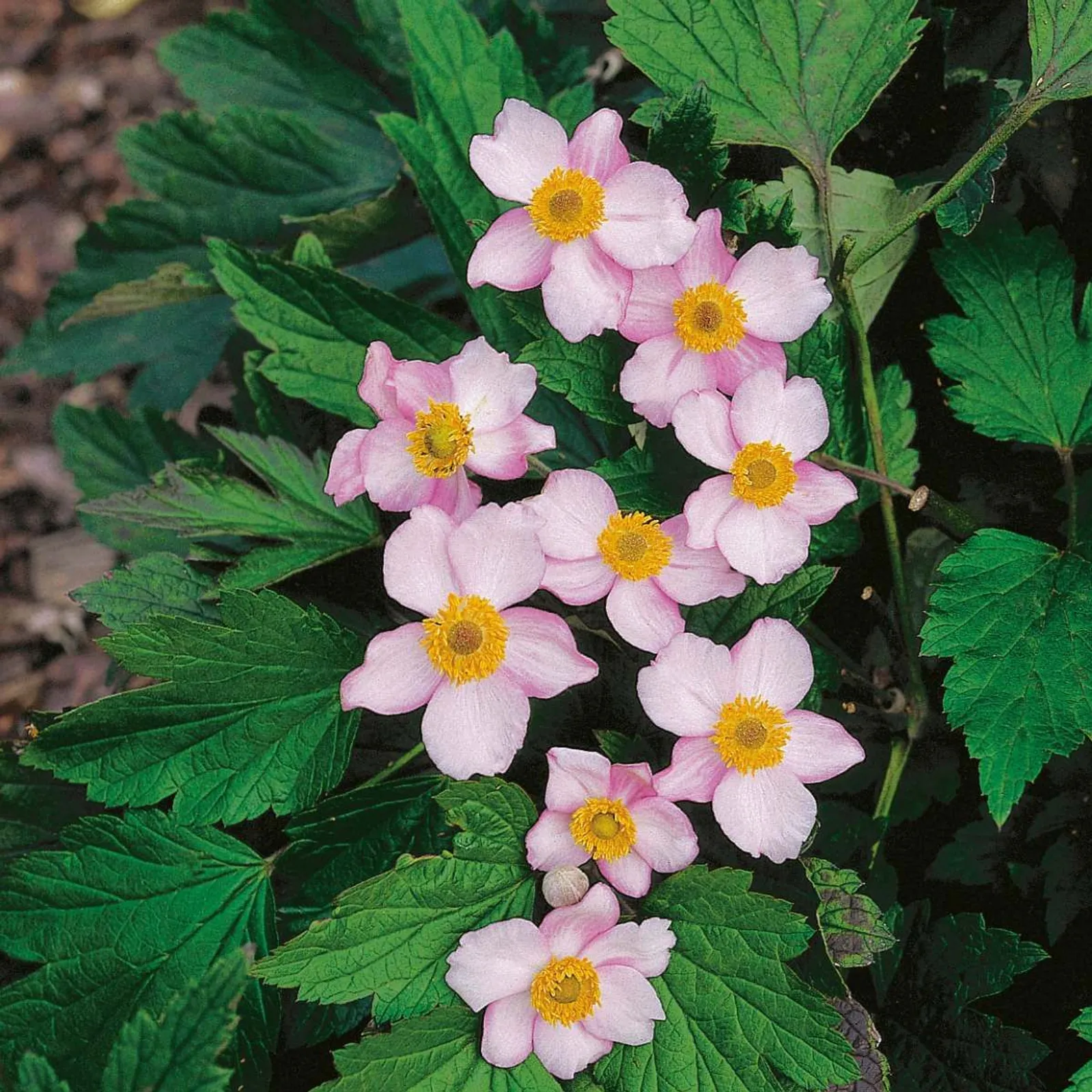 Höstanemon 'Robustissima', 10-pack