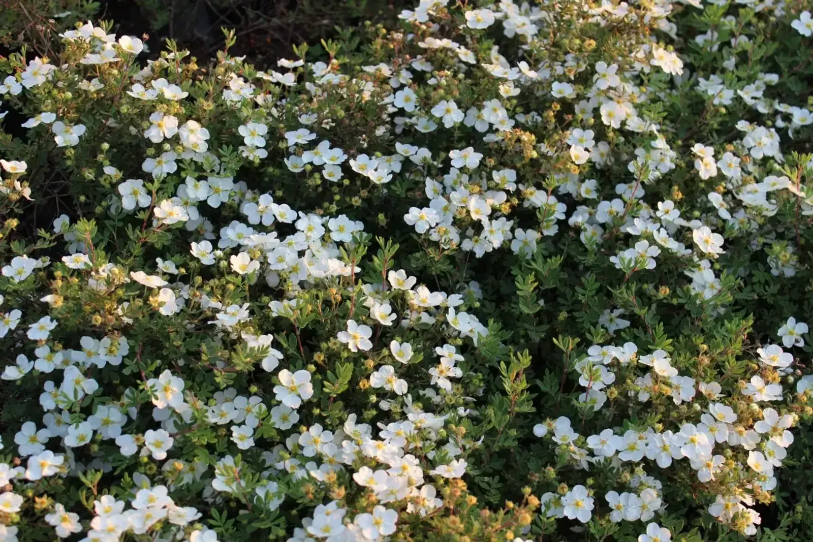 Trädgårdstok 'Abbotswood', 30-50 cm