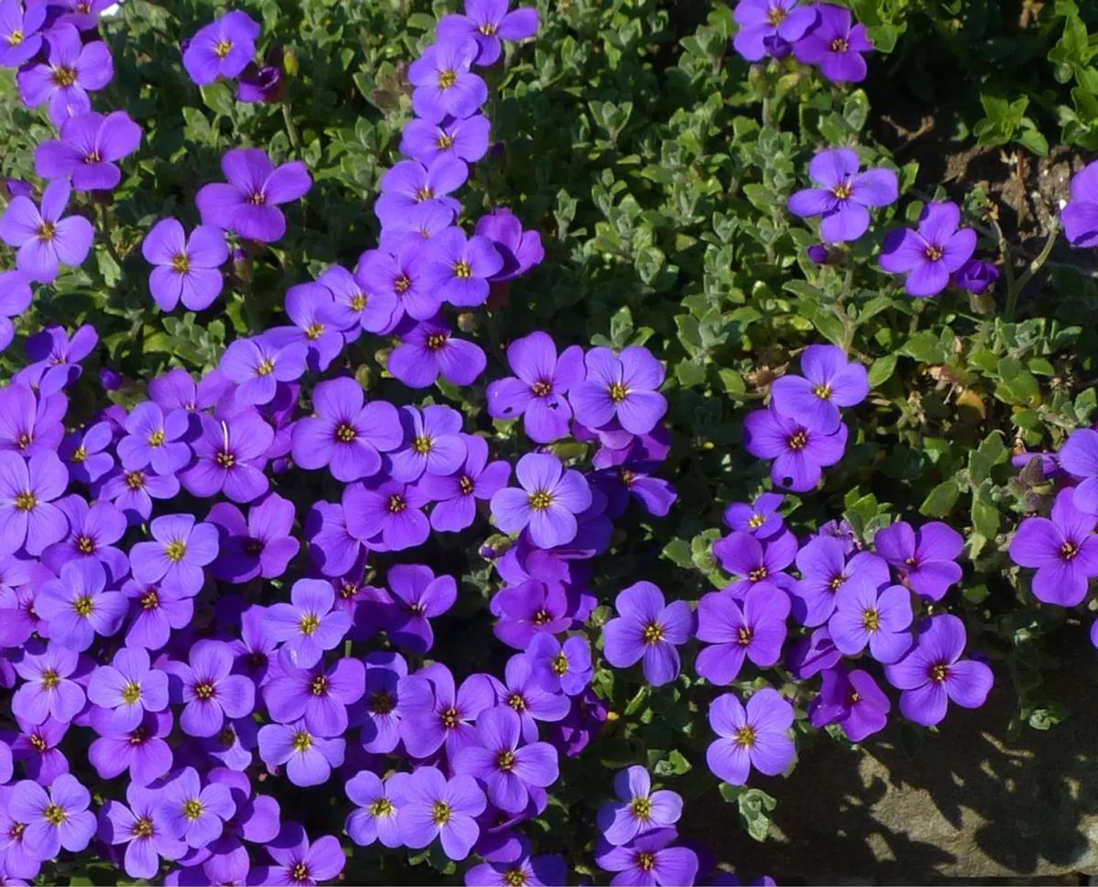 Aubrietia 'Blaumeise', 15-pack