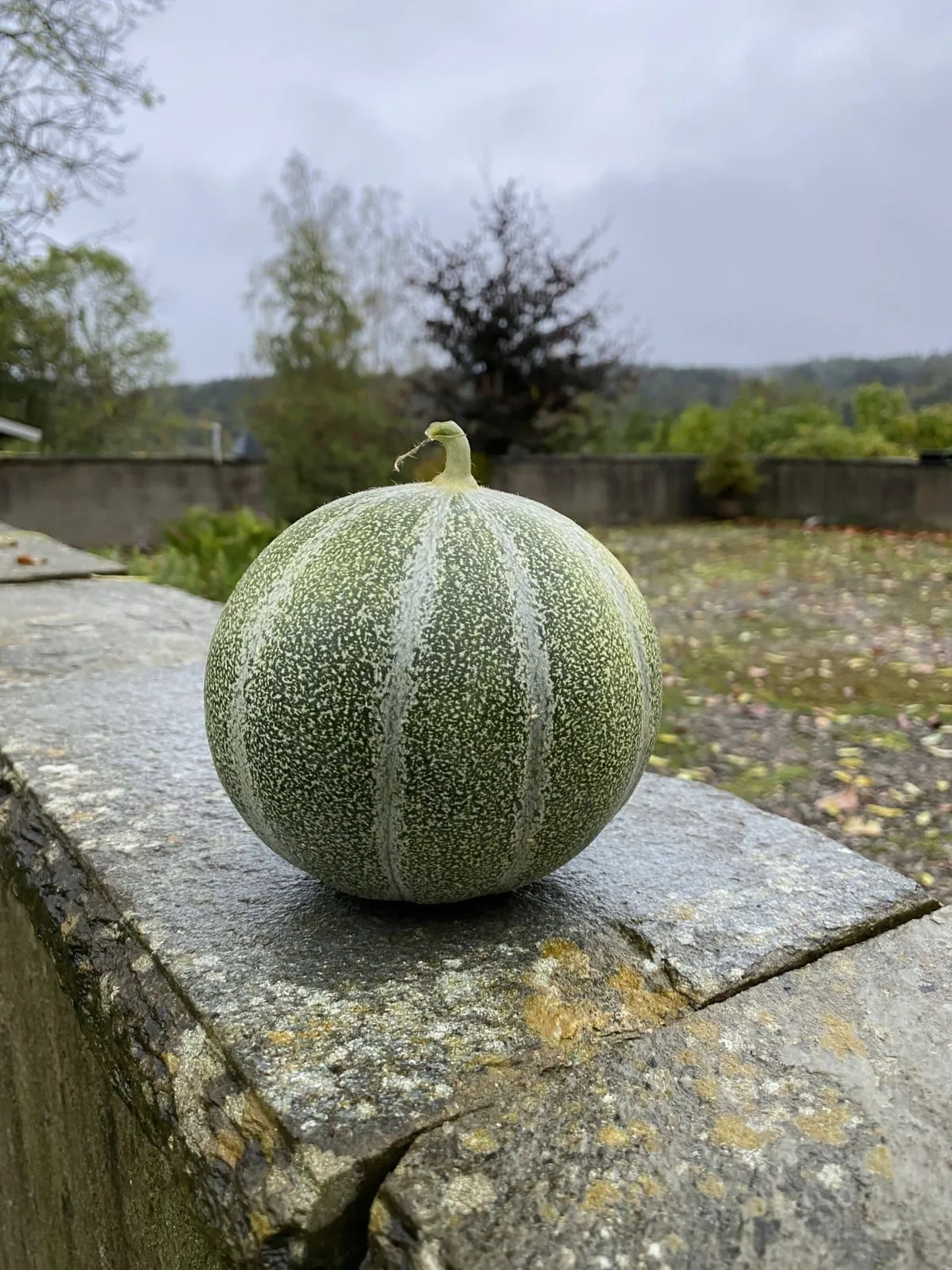 Melon 'Petit Gris de Rennes', ekofrö - miniatyr 2