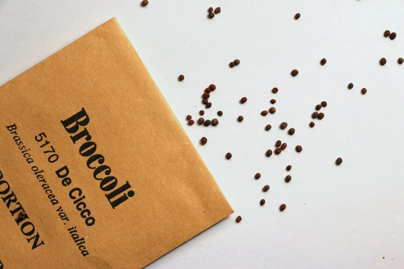 Broccoli 'De Cicco', ekofrö - miniatyr 2