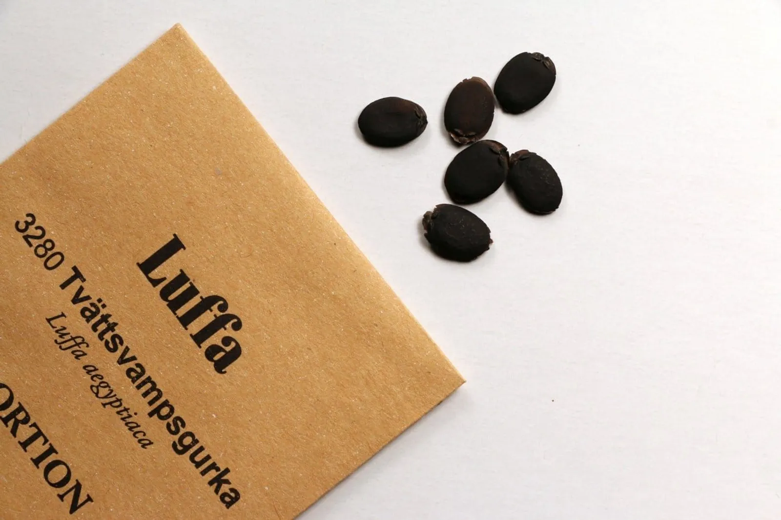 Luffa 'Luffagurka', ekofrö - miniatyr 4