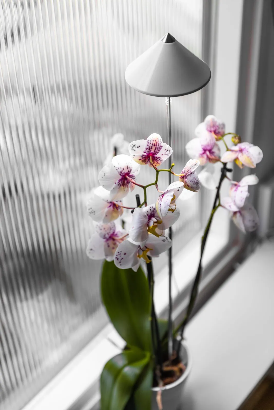 Växtlampa Venso Sunlite Orchid Vit 10W - miniatyr 2