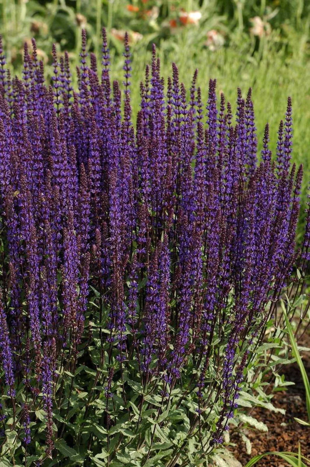 Stäppsalvia 'Caradonna', 15-pack