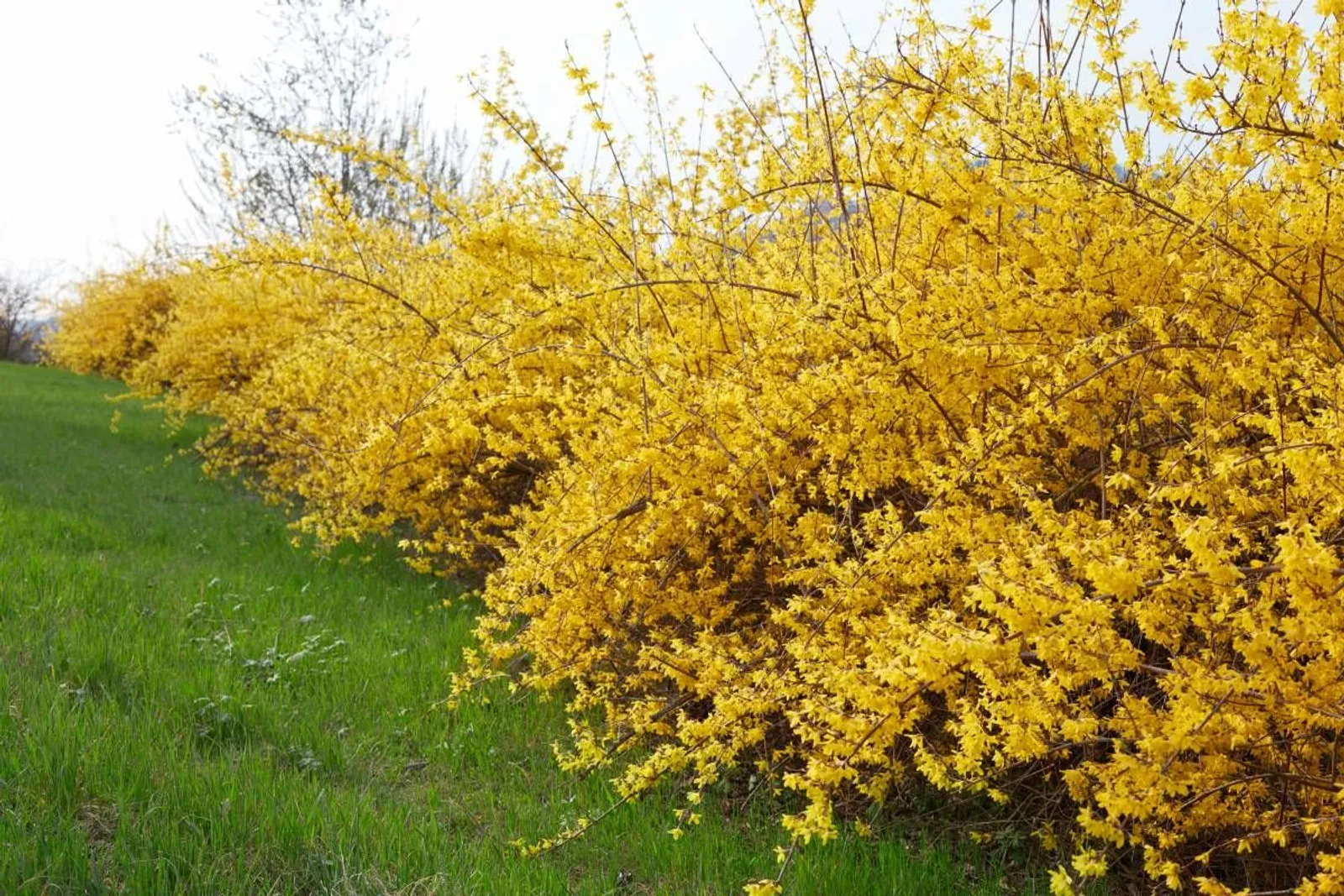 Hybridforsythia 'Freja' E, 20-40 cm - miniatyr 3