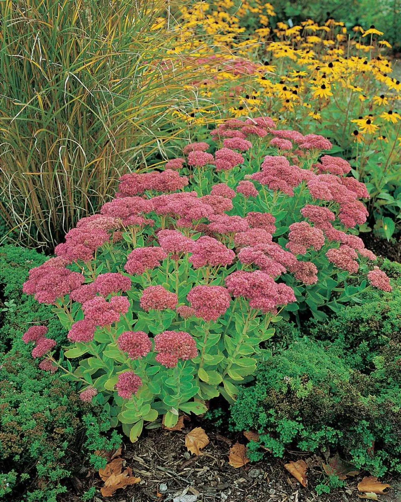 Kärleksört 'Herbstfreude', 3-pack