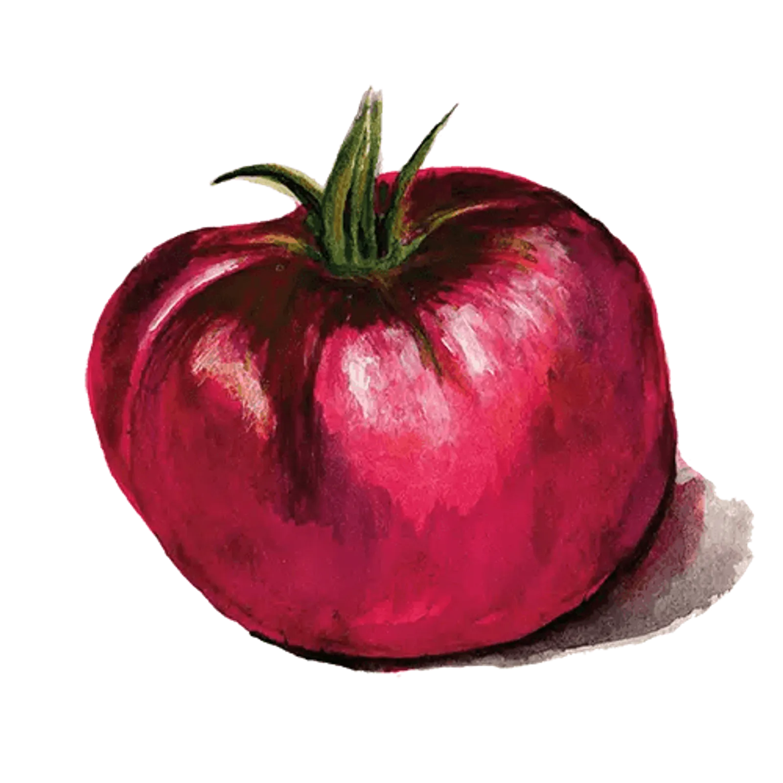 Bifftomat 'Cherokee Purple', Frö