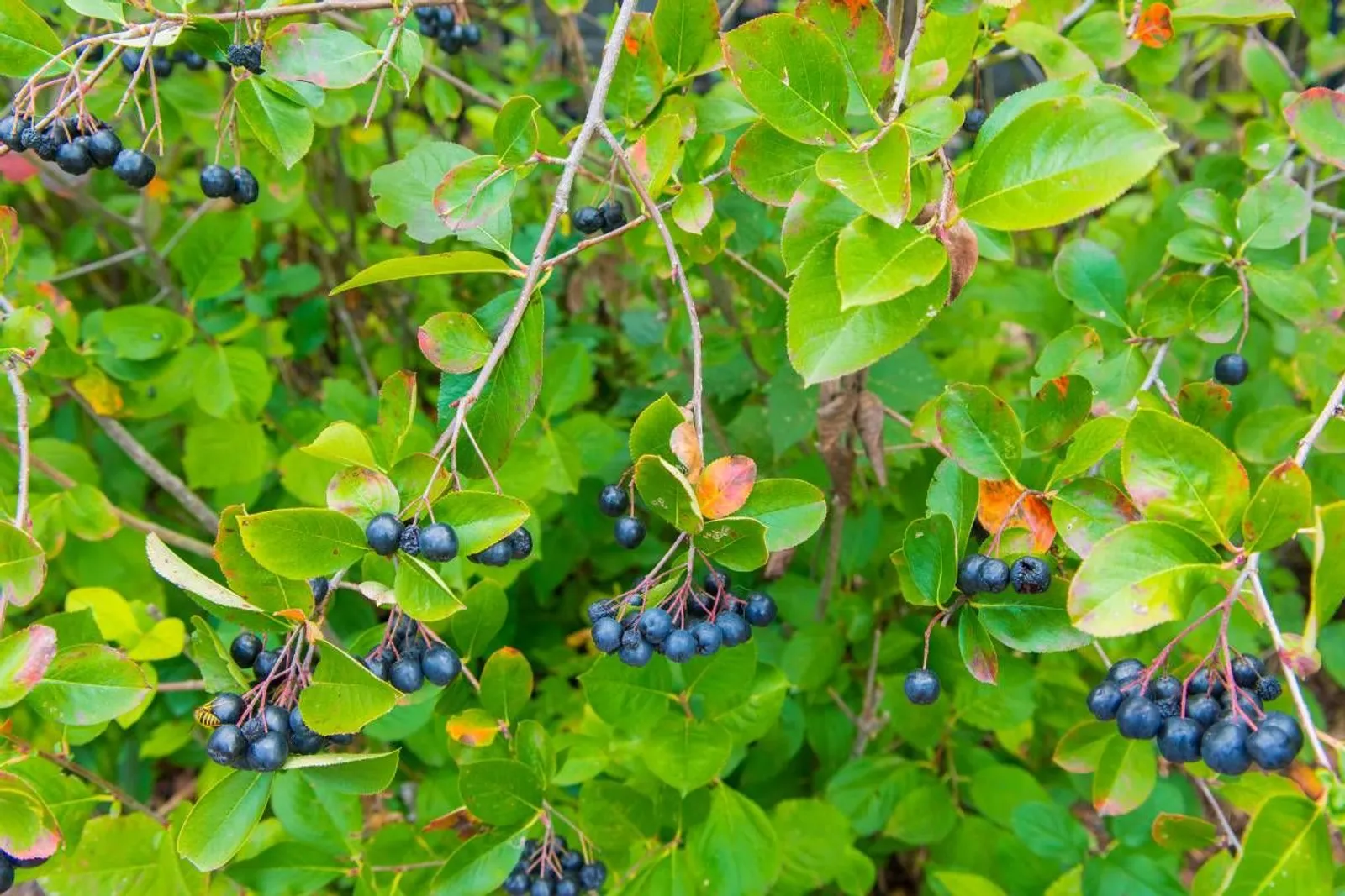 Slånaronia 'Elata' (syn. slånaronia FK Västeråker), 20-40 cm - miniatyr 3