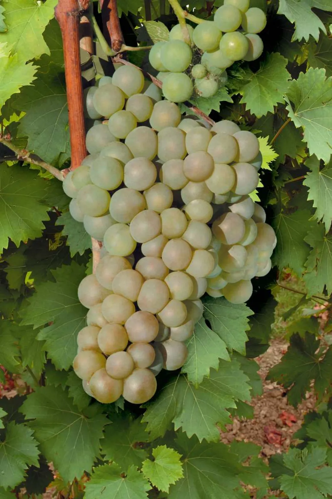 Grön Frilandsvinranka 'Himrod', 10-pack