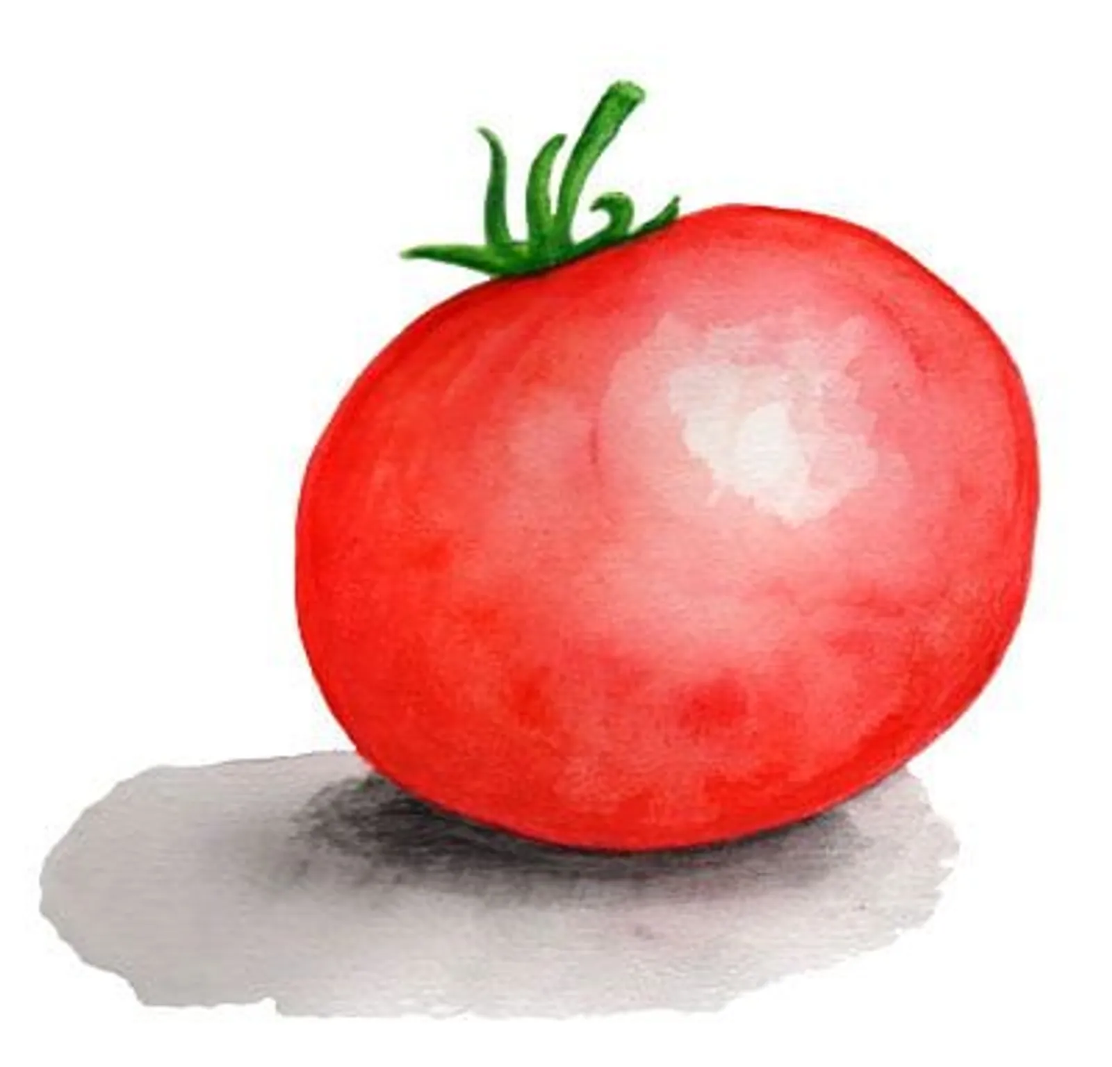 Dwarftomat 'Mongolian Dwarf', Frö