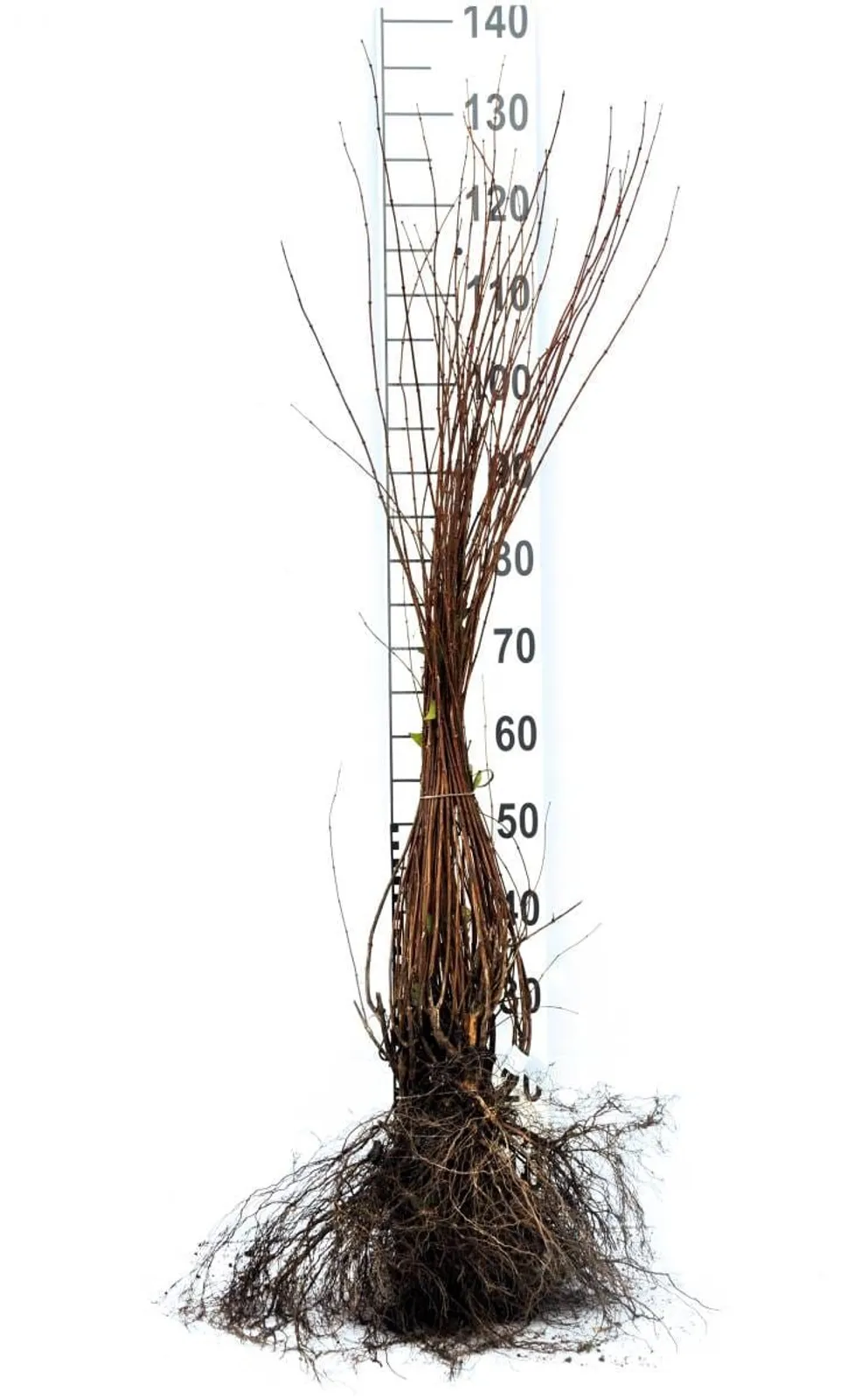 Smultronschersmin, 80-100 cm, Goliat - miniatyr 4