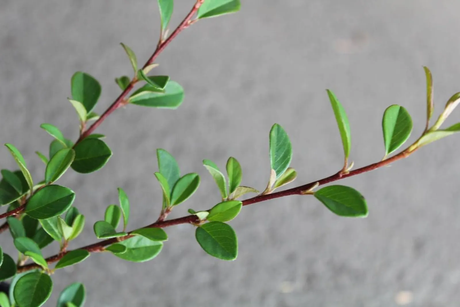 Småbladigt krypoxbär 'Eichholz', 15-30 cm - miniatyr 2