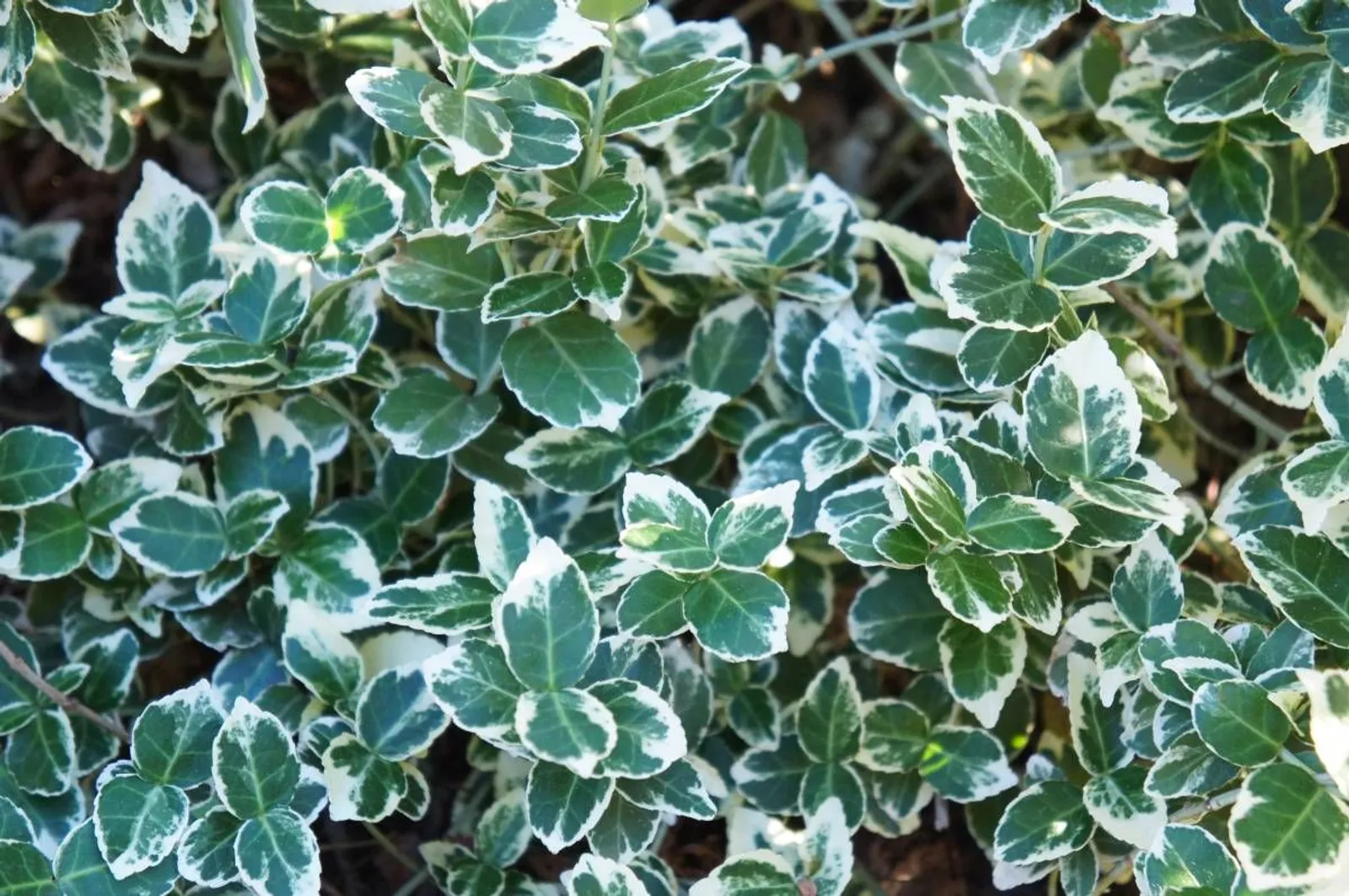 Klätterbenved 'Emarald Gaiety' (syn. benved 'Emarald Gaiety'), 15-30 cm - miniatyr 2
