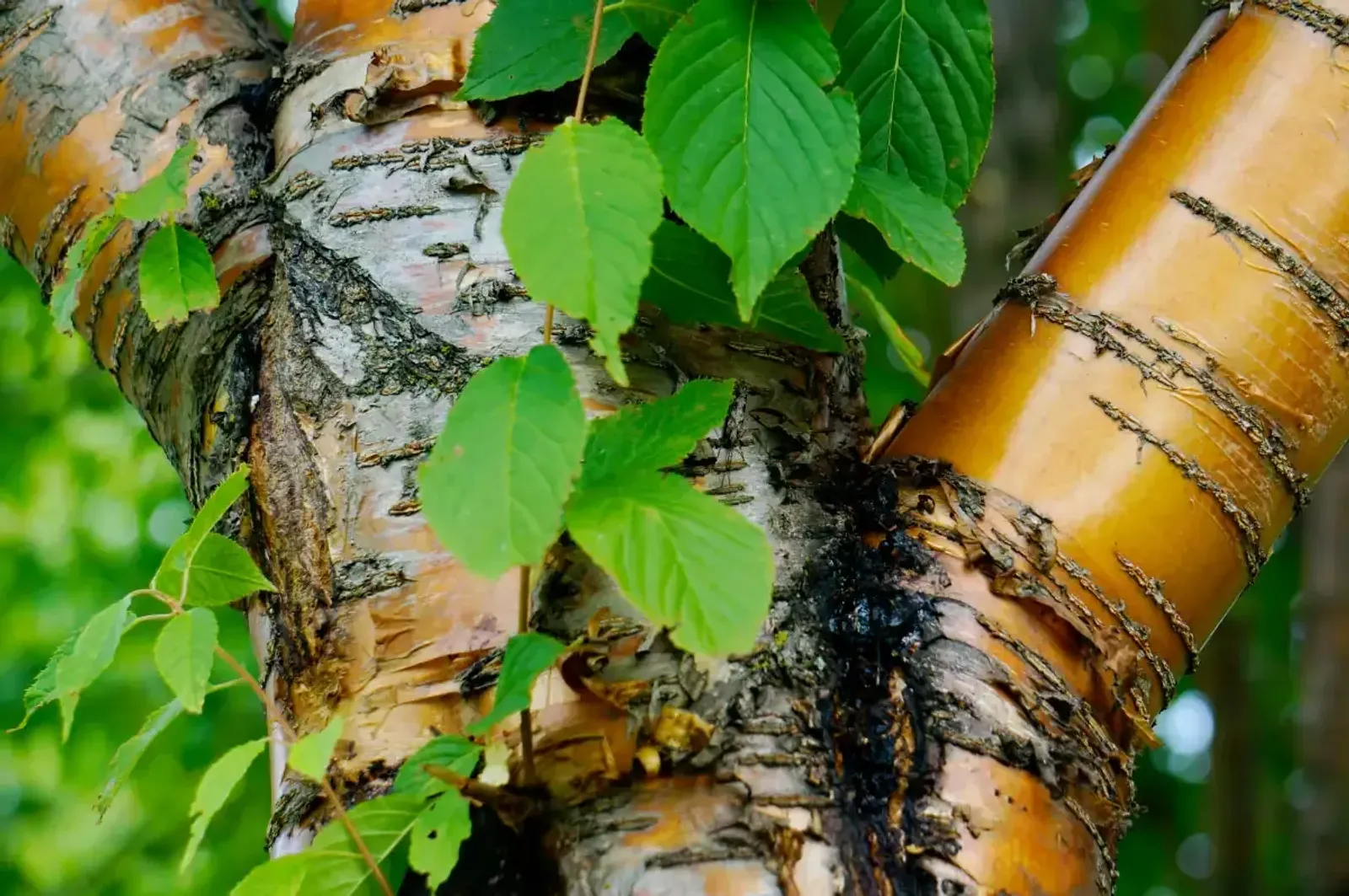 Näverhägg 'Amber Beauty', Högstammat träd - miniatyr 6