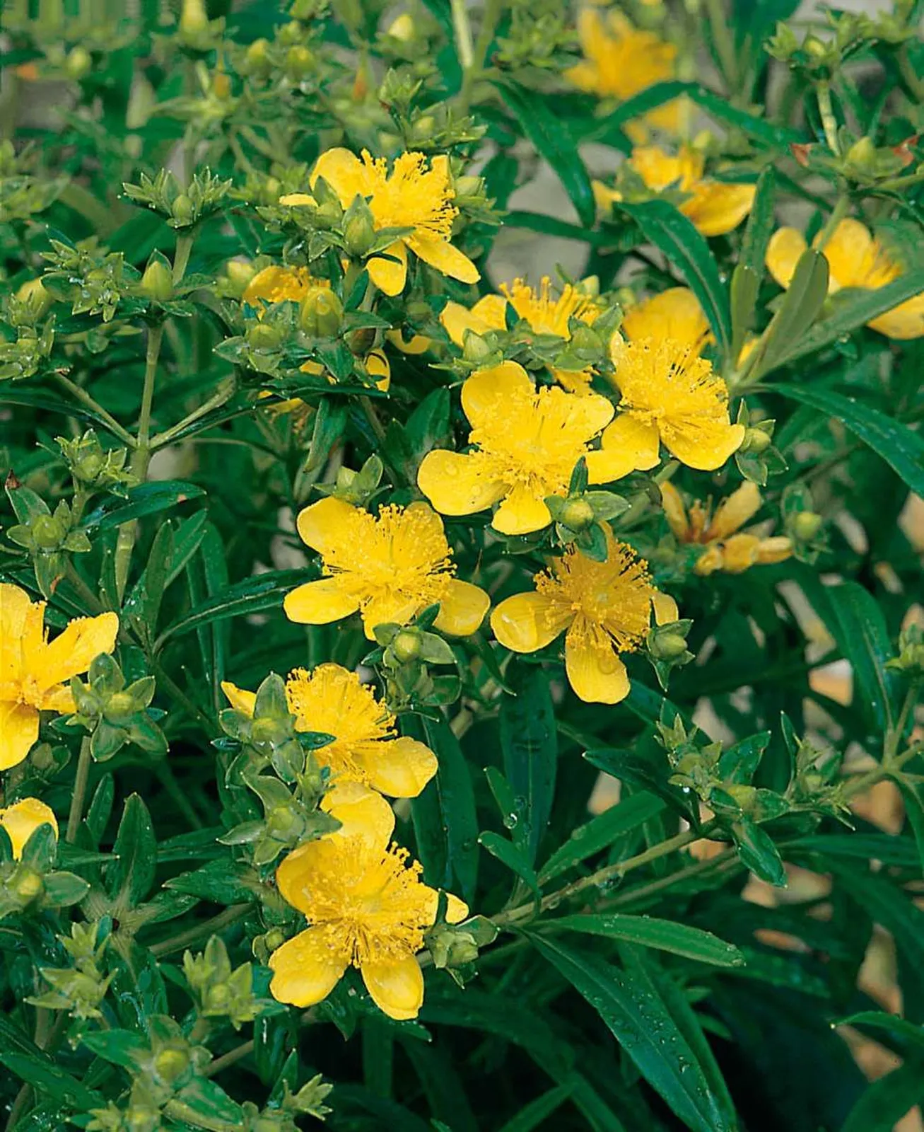 Knapphyperikum 'Gemo', 10-pack - miniatyr 2