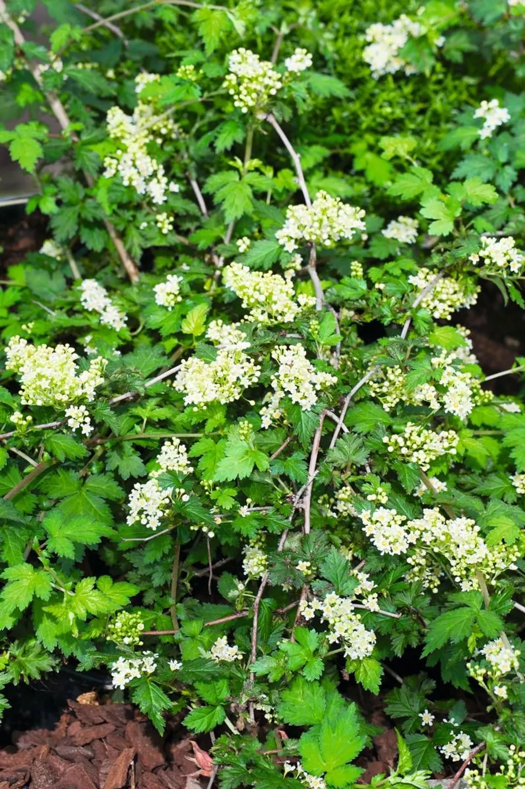 Liten stefanandra 'Crispa', 15-30 cm