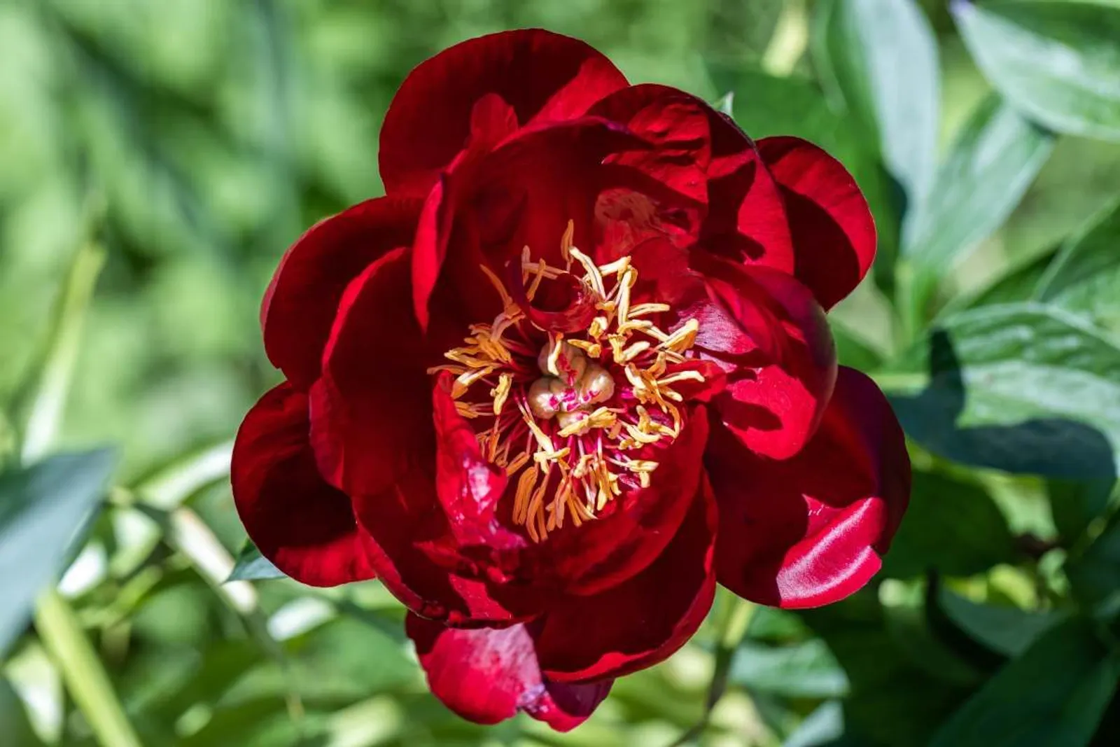 Luktpion 'Buckeye Belle', 2-pack