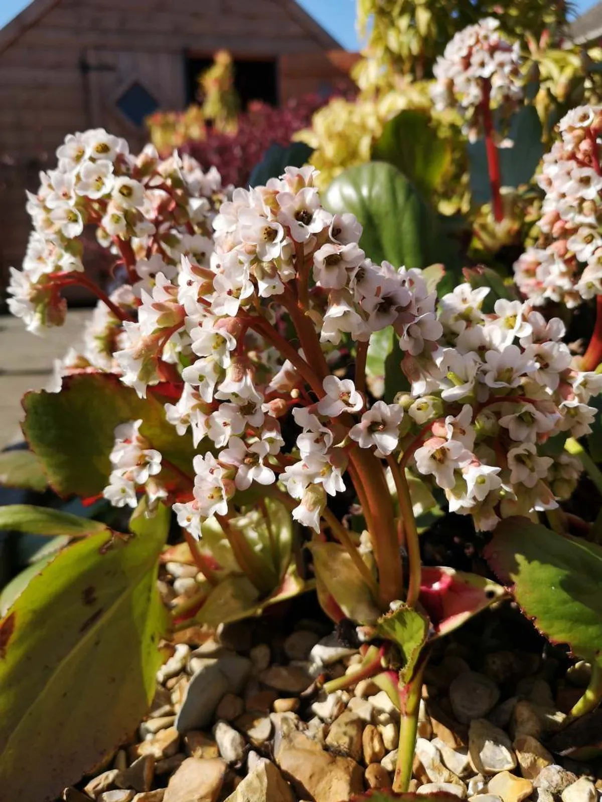 Hjärtbergenia 'Bressingham White', 3-pack