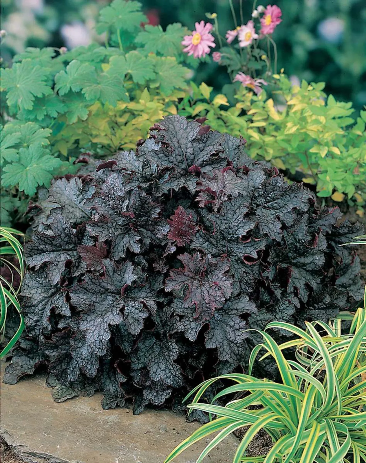 Alunrot 'Plum Pudding', 3-pack