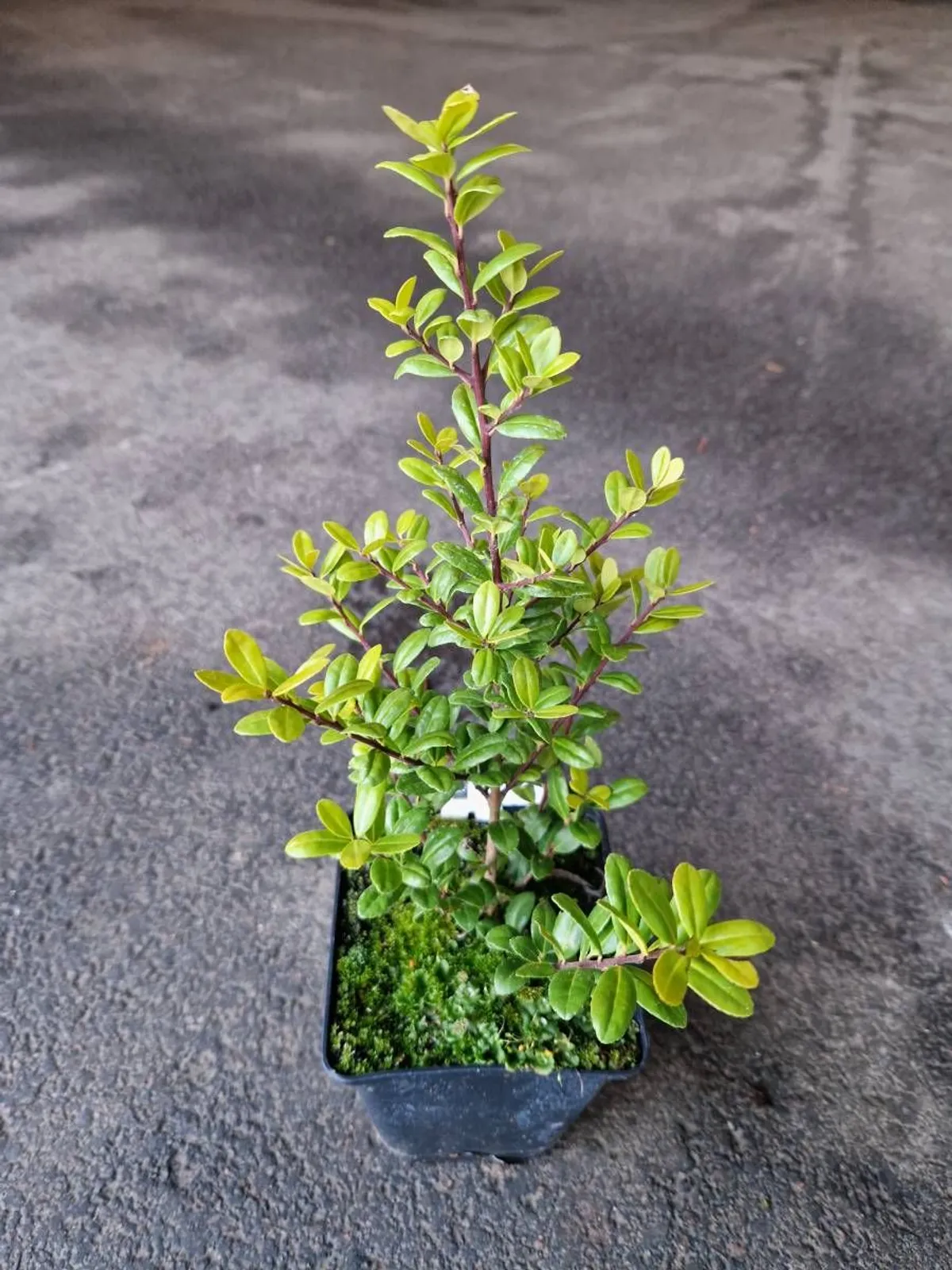 Japansk järnek 'Caroline Upright', 15-25 cm - miniatyr 6
