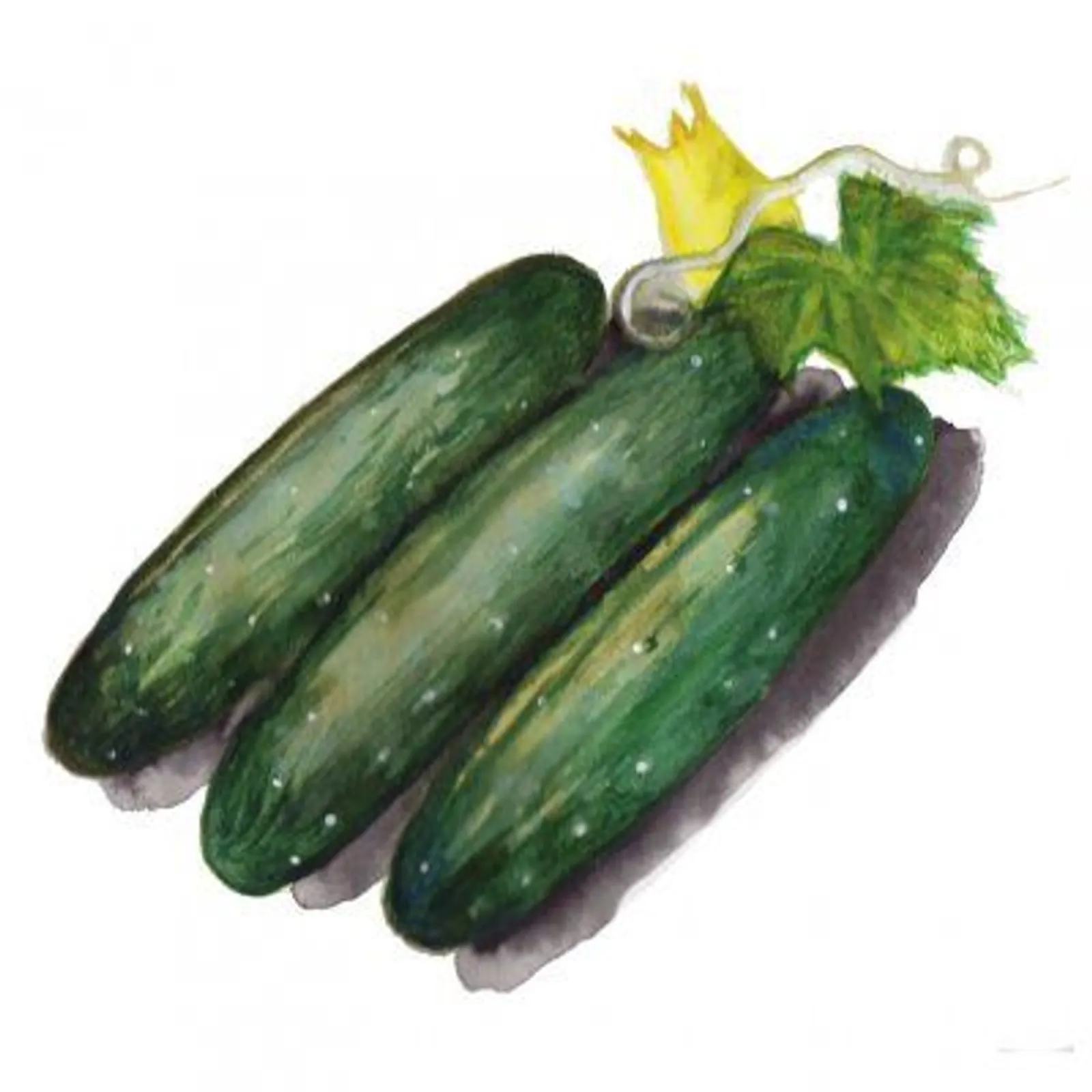 Gurka